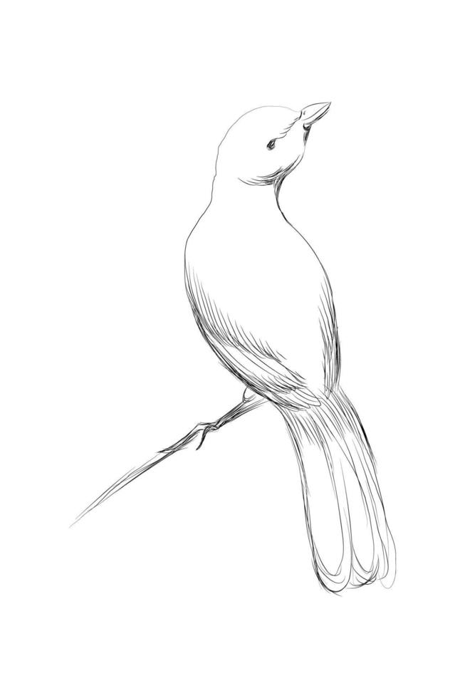 Hand Drawn Bird on Branch. vector