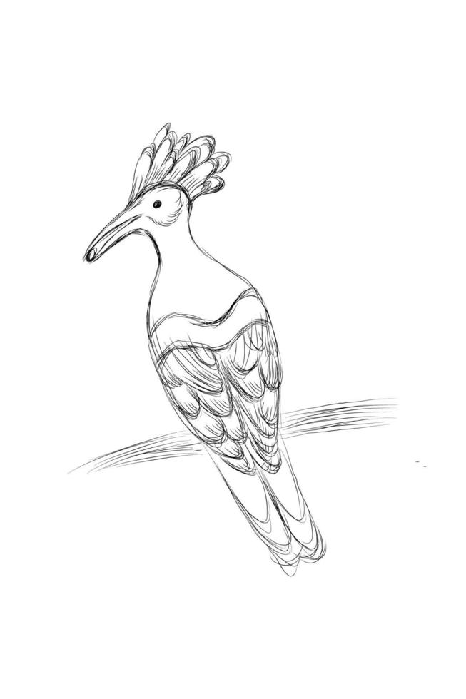 Hand drawn sketch style Madagascan hoopoe isolated on white background. Vector illustration.