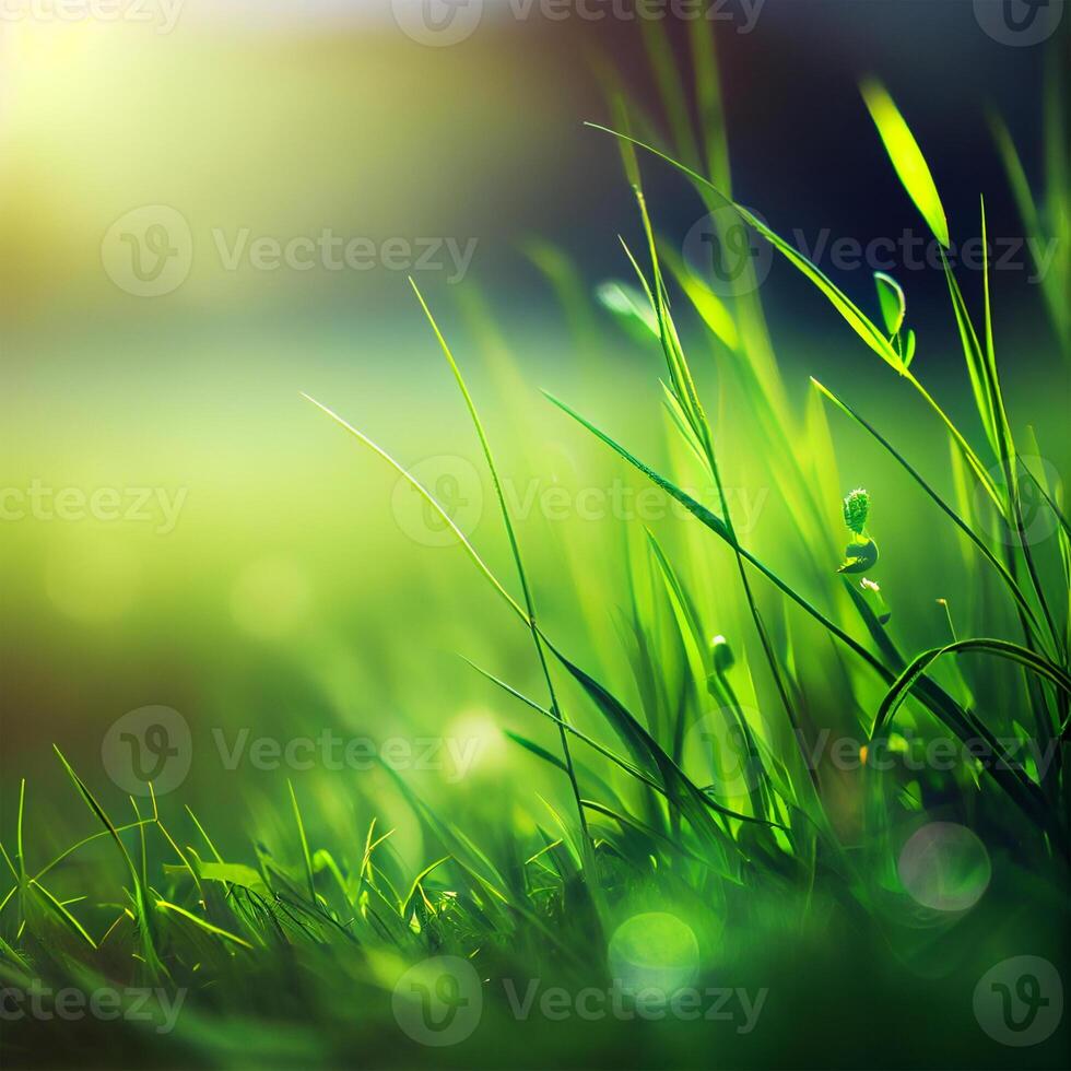 Beautiful texture of green meadow grass with dew drops close up, abstract blur natural bokeh background - Image photo