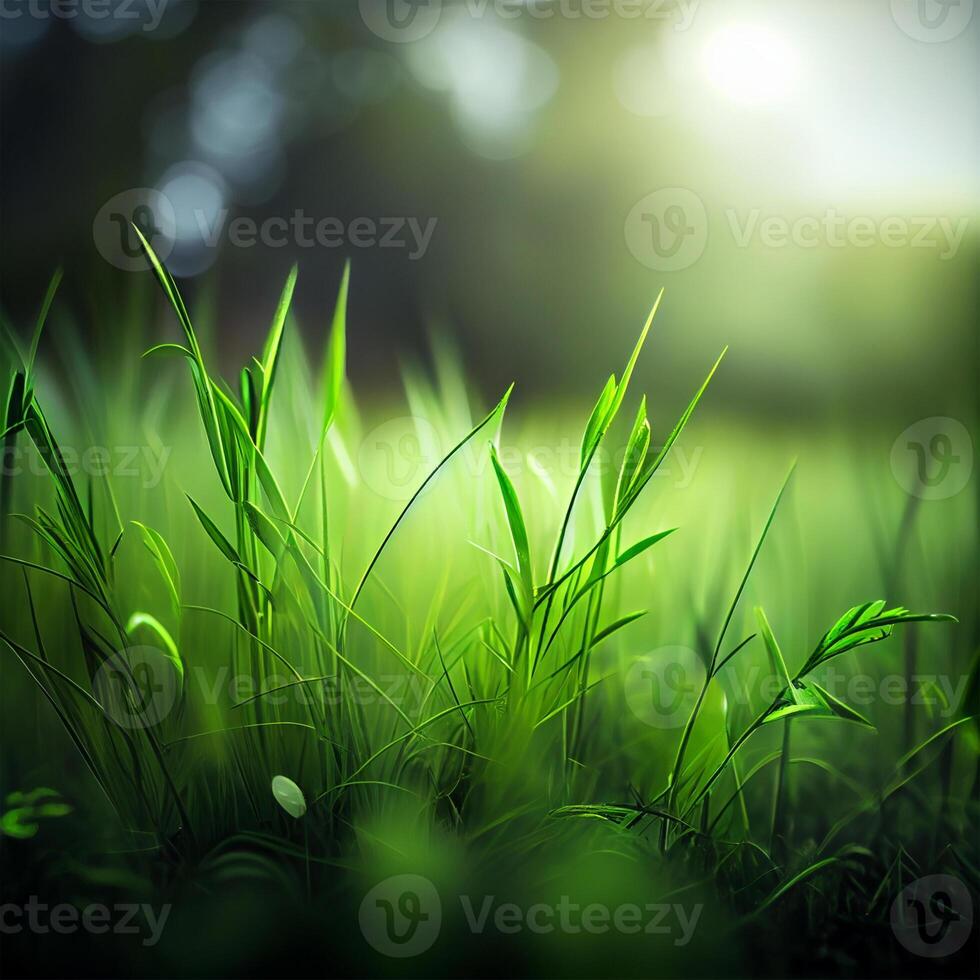 Beautiful texture of green meadow grass with dew drops close up, abstract blur natural bokeh background - Image photo