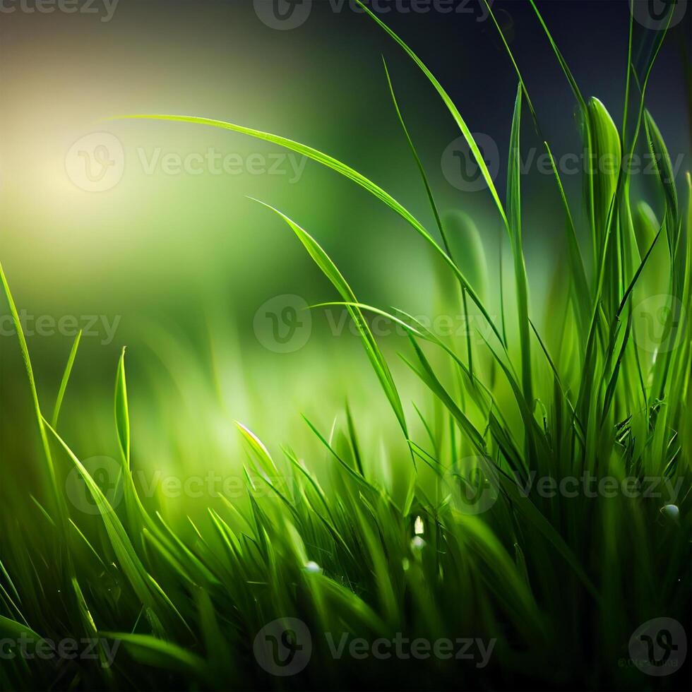 Beautiful texture of green meadow grass with dew drops close up, abstract blur natural bokeh background - Image photo