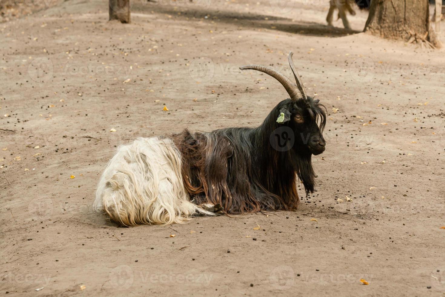 Brown goat close up photo