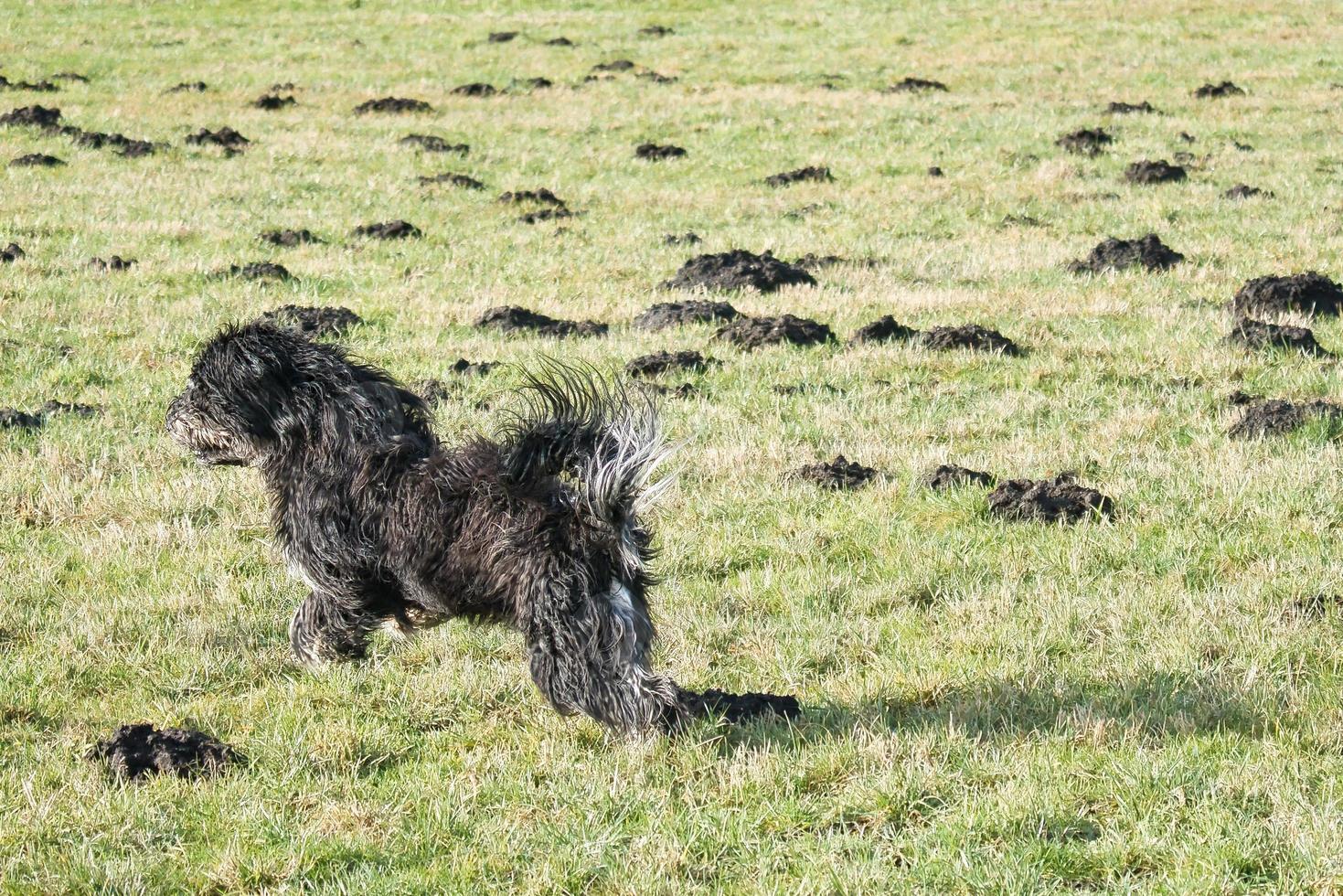 Black Goldendoddle running in a meadow while playing. Fluffy long black coat. photo