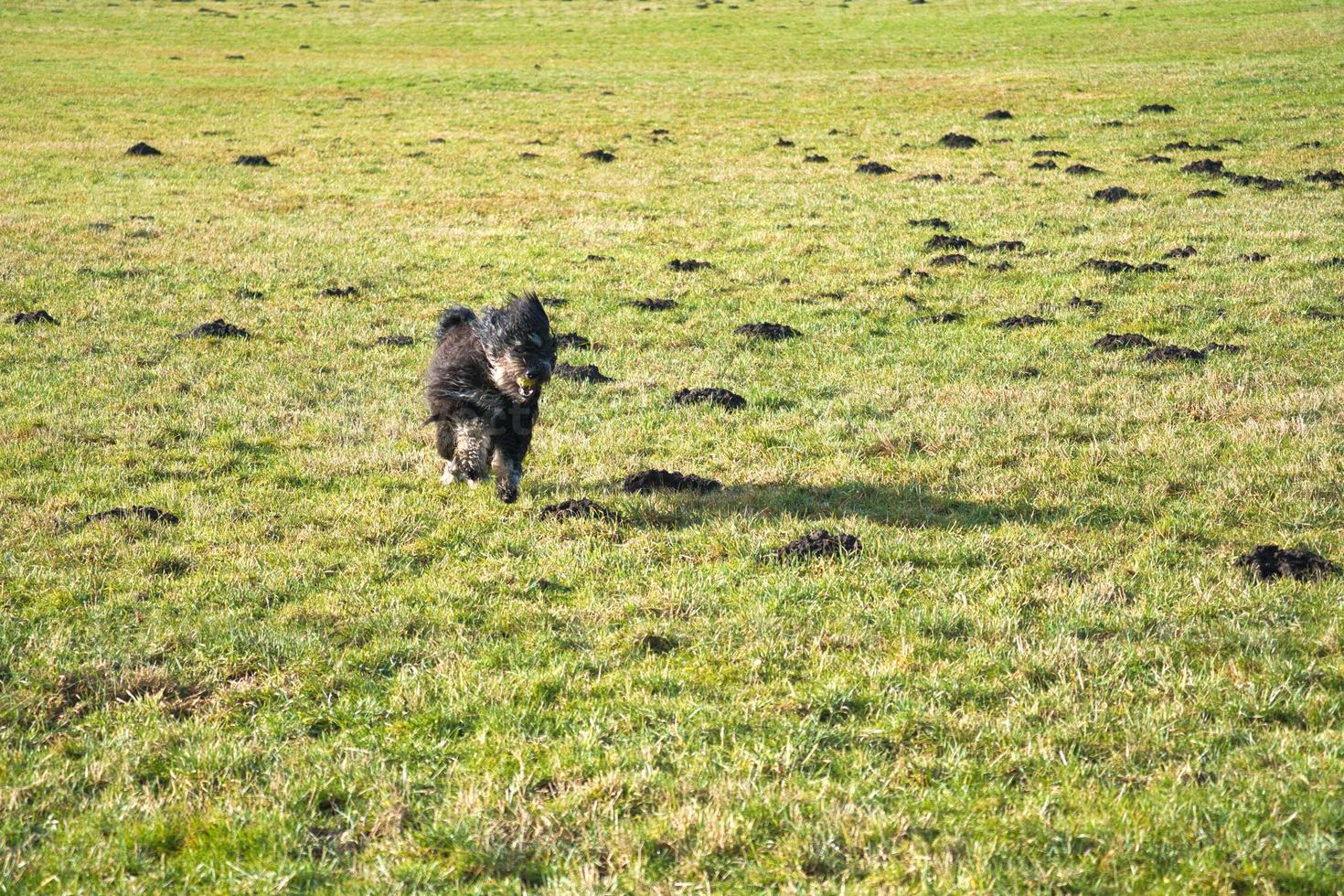 Black Goldendoddle running in a meadow while playing. Fluffy long black coat. photo