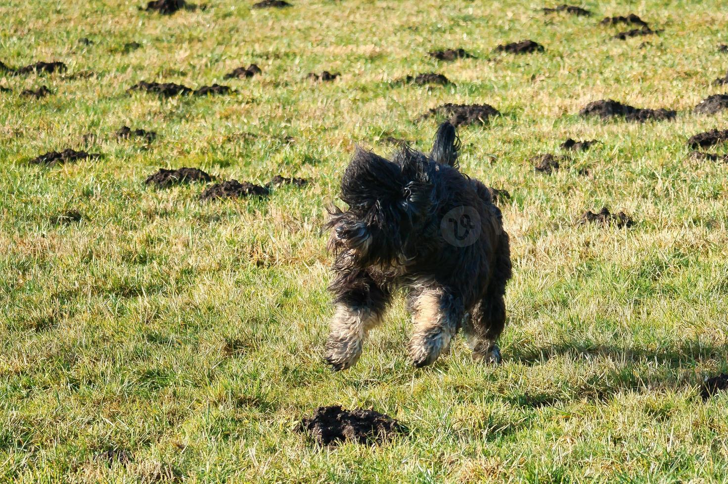 Black Goldendoddle running in a meadow while playing. Fluffy long black coat. photo