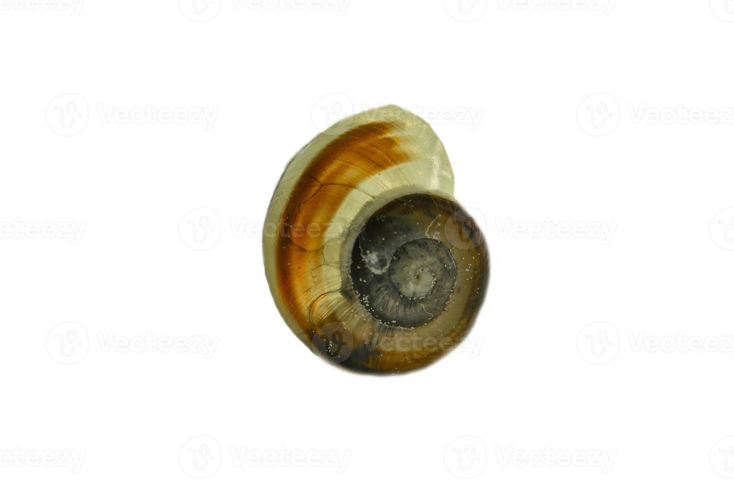 Snail shell cut out. Detailed shell of a snail. For further processing for e.g. composing. photo