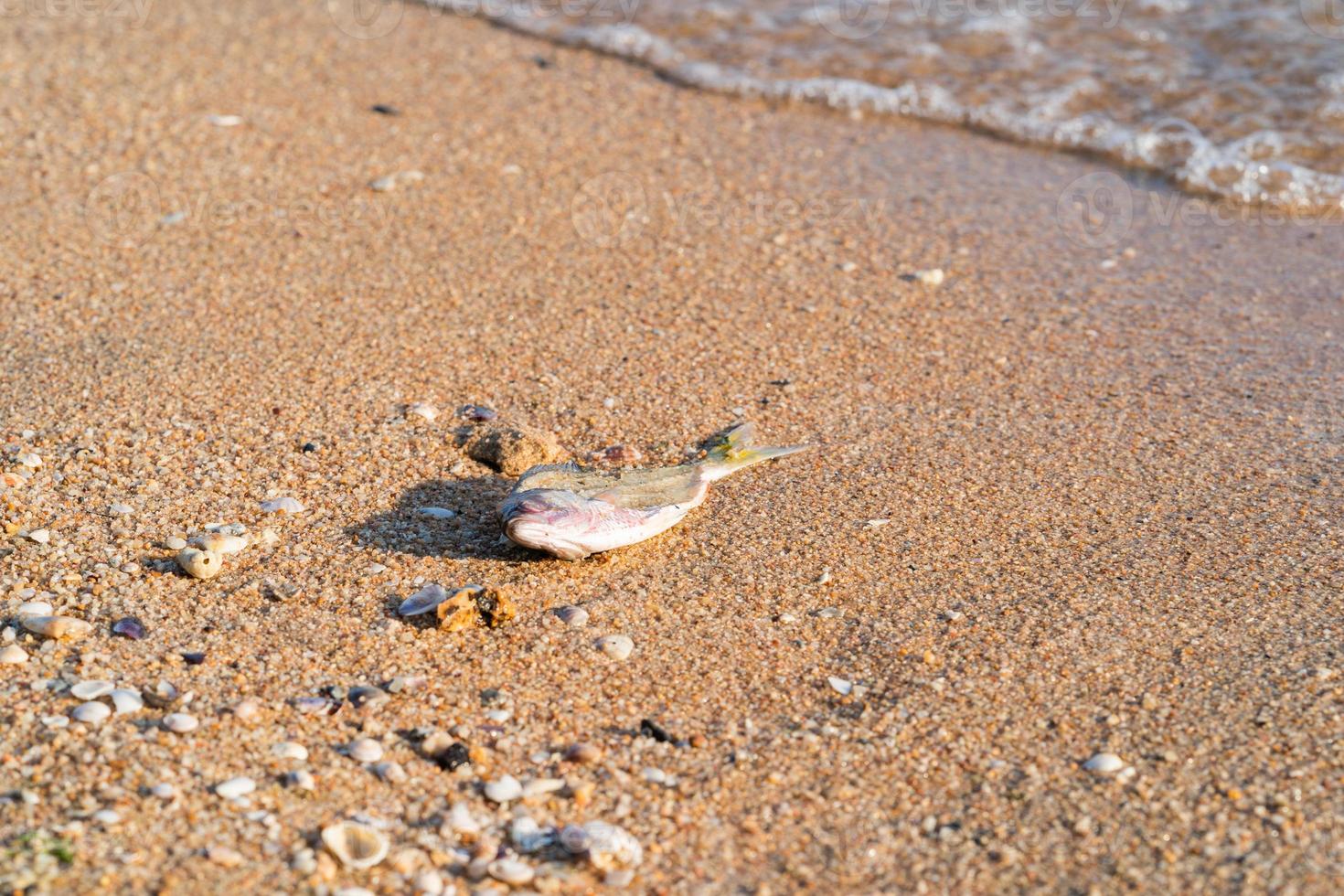 Dead fish at shore photo