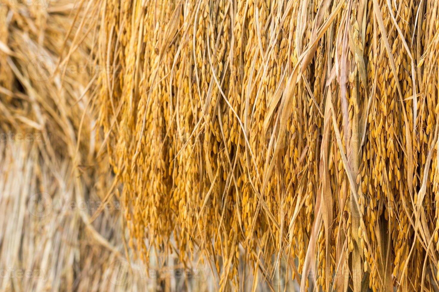 arroz paddy seco foto