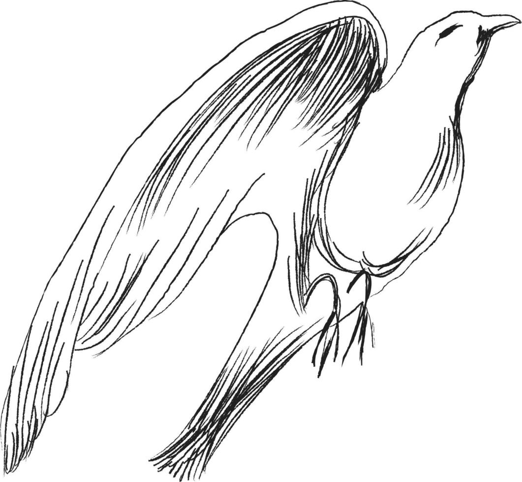 concepto de libertad. paloma dibujada a mano volando de dos manos. libertad de vida, pájaro libre disfrutando de la naturaleza ilustración vectorial aislada. vector