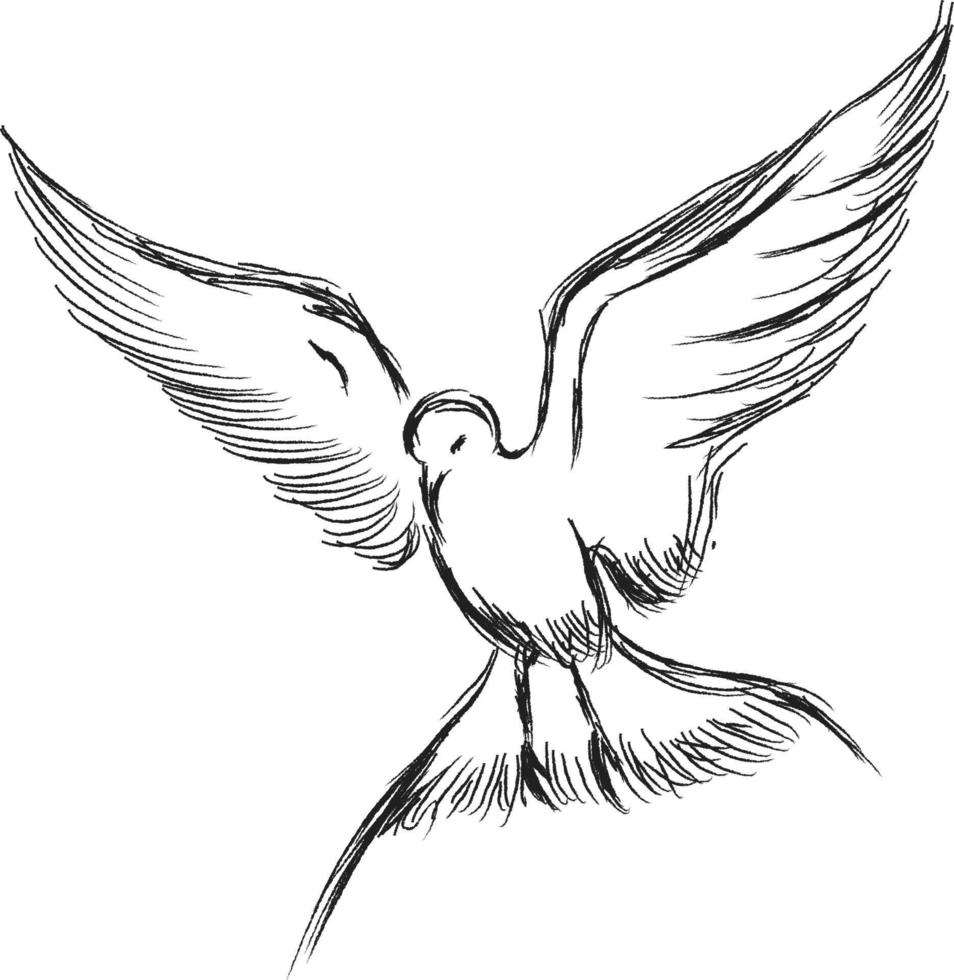 Vector illustration of hand drawn flying black skimmers. Beautiful animal design elements, ink drawing