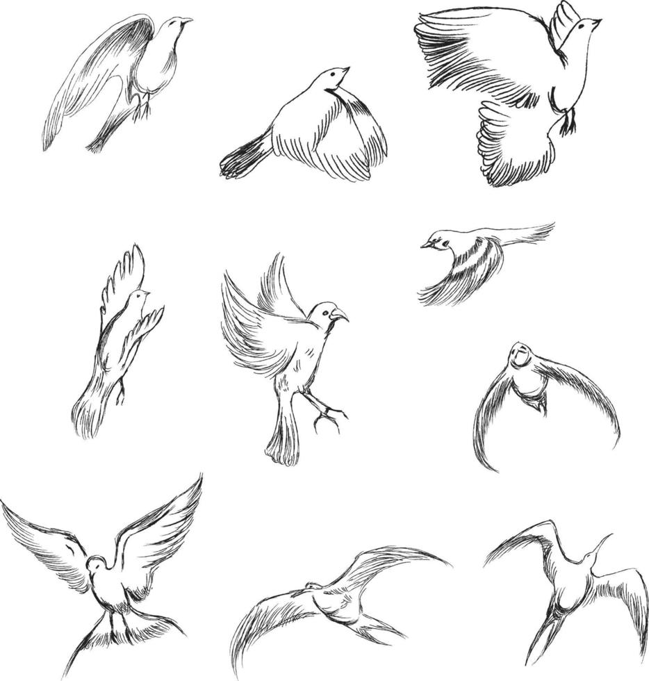 conjunto de vectores dibujados a mano pájaros variedad de ilustraciones de pájaros antiguos.