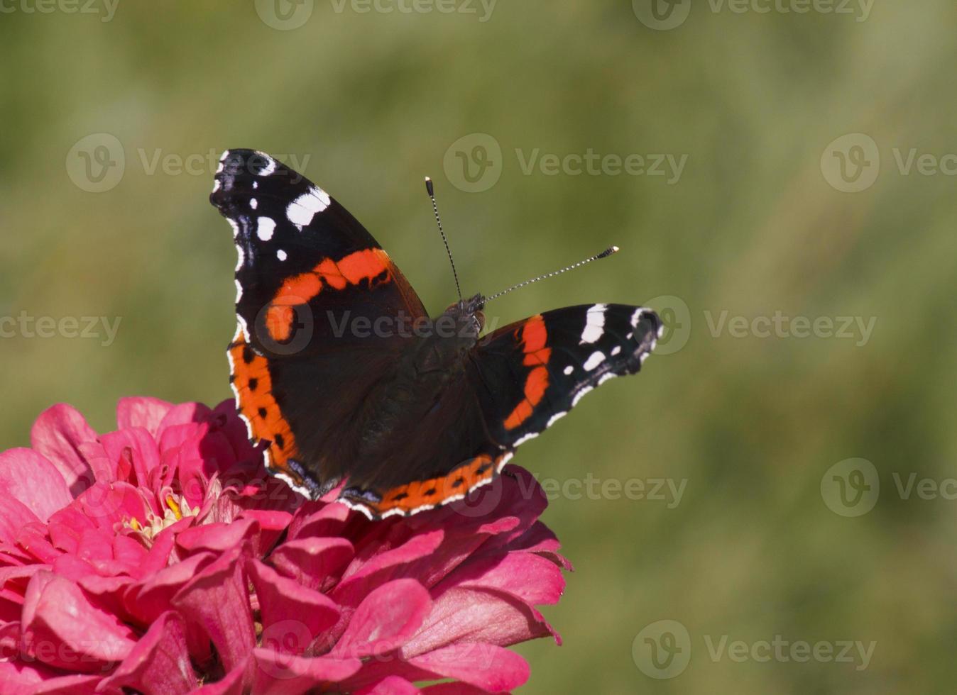 rojo almirante mariposa en zinnia flor foto