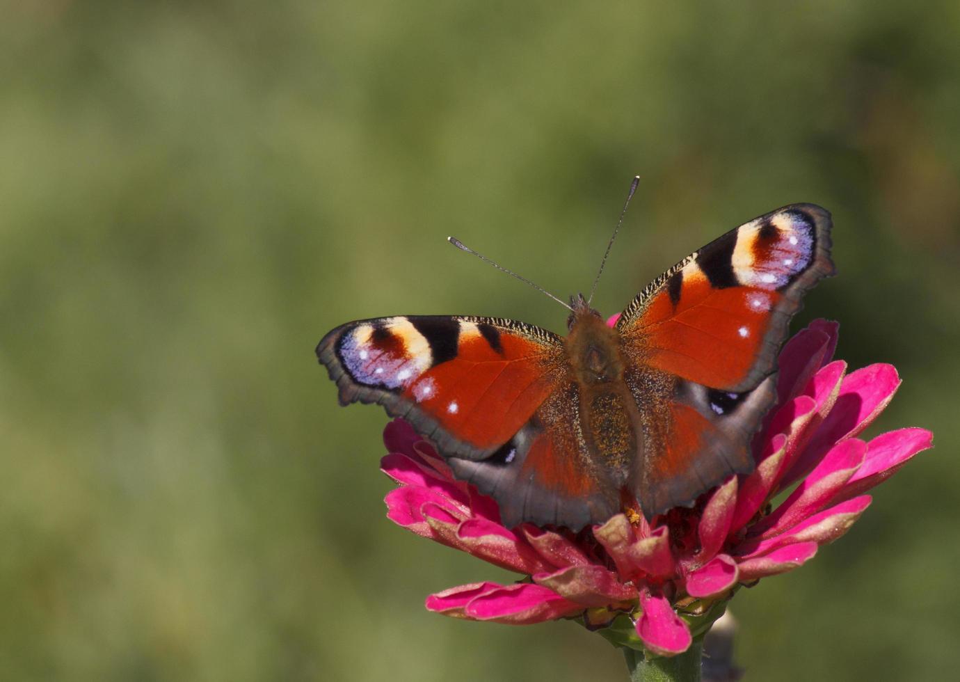 European Peacock butterfly on zinnia flower photo