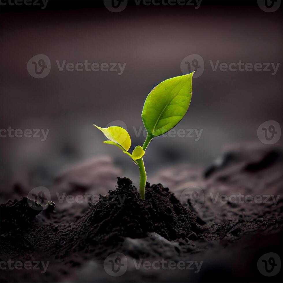 The growth of a new plant in the soil of the earth, environmental care, green energy - image photo