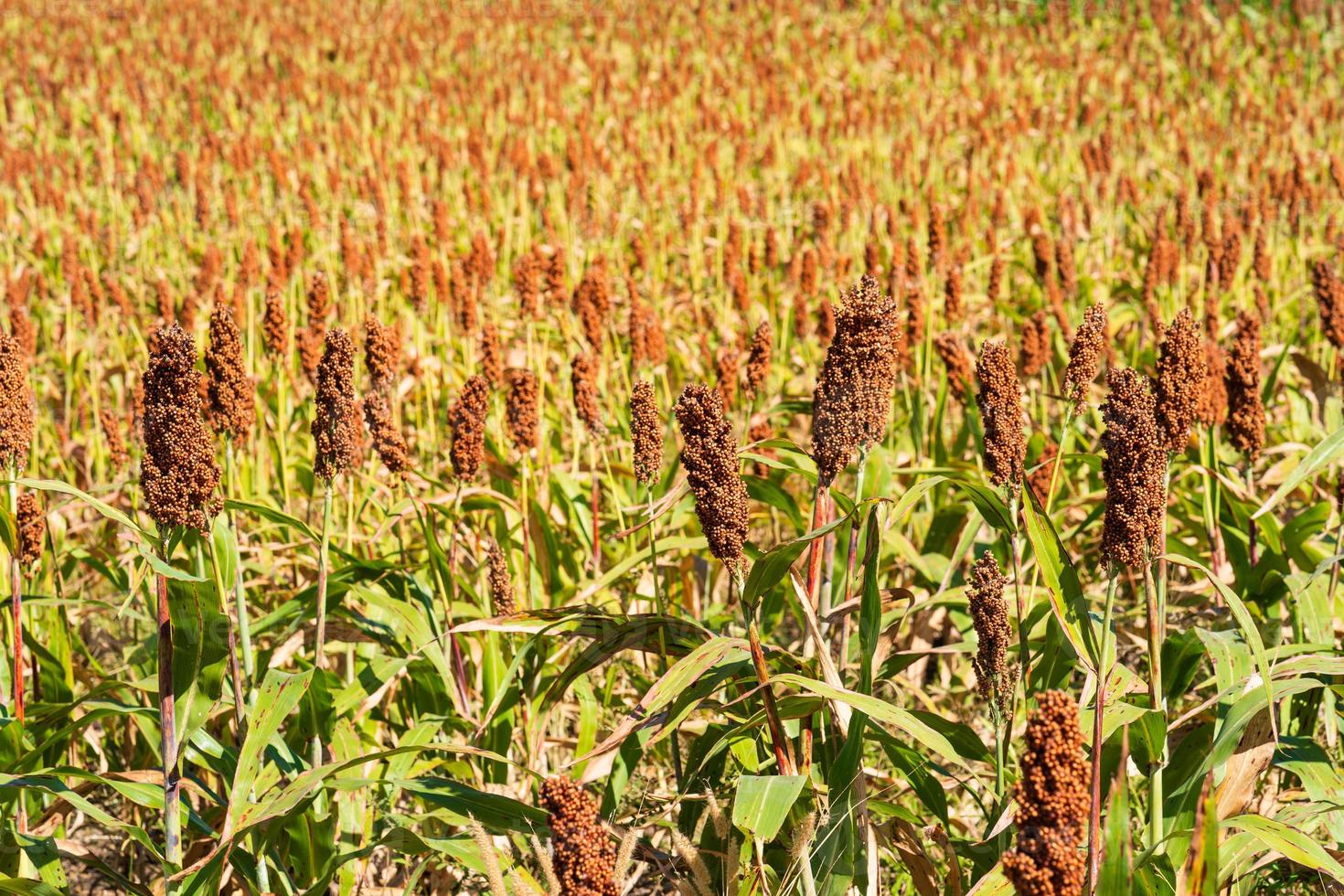 Millet or Sorghum an important cereal crop in field photo