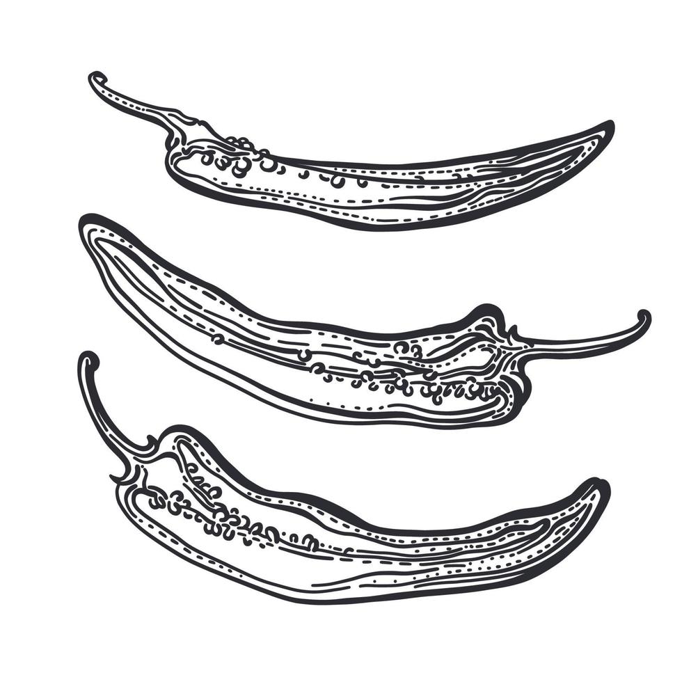 Pepper chilli set, cut. Engraving sketch. Vector