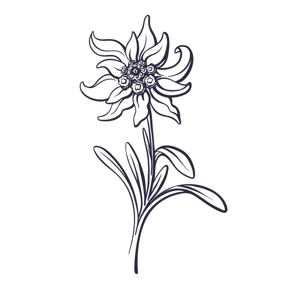 Edelweiss flower, leaves Vector mountain art plant