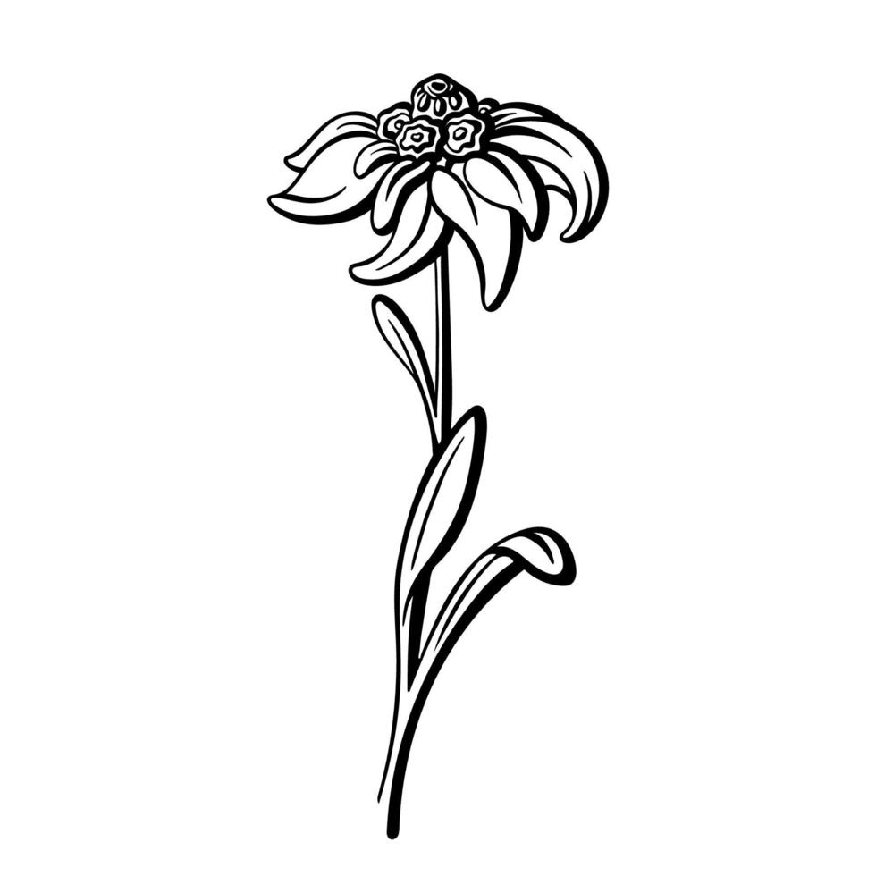 Edelweiss flower. Vector line illustration Sketch