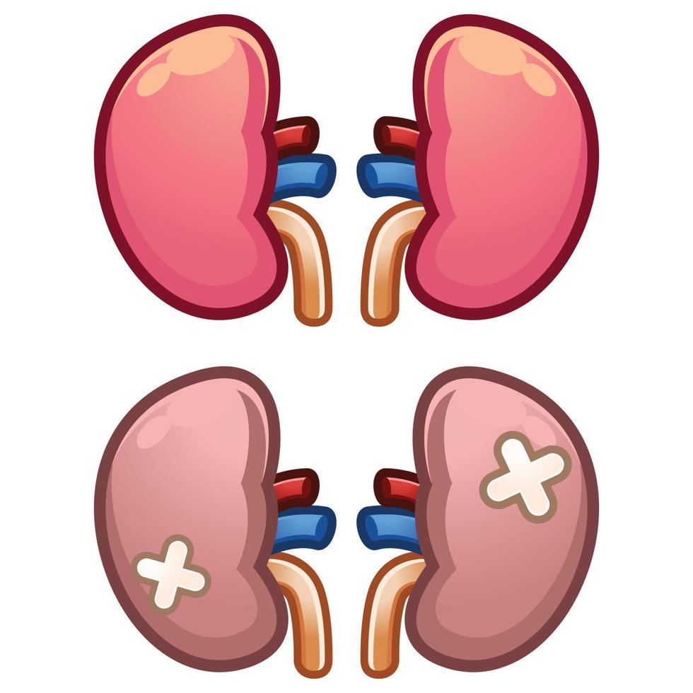 Illustration of left and right kidney. Human internal organ. Concept of urinary system endocrine system. Detailed flat vector design for educational anatomy book