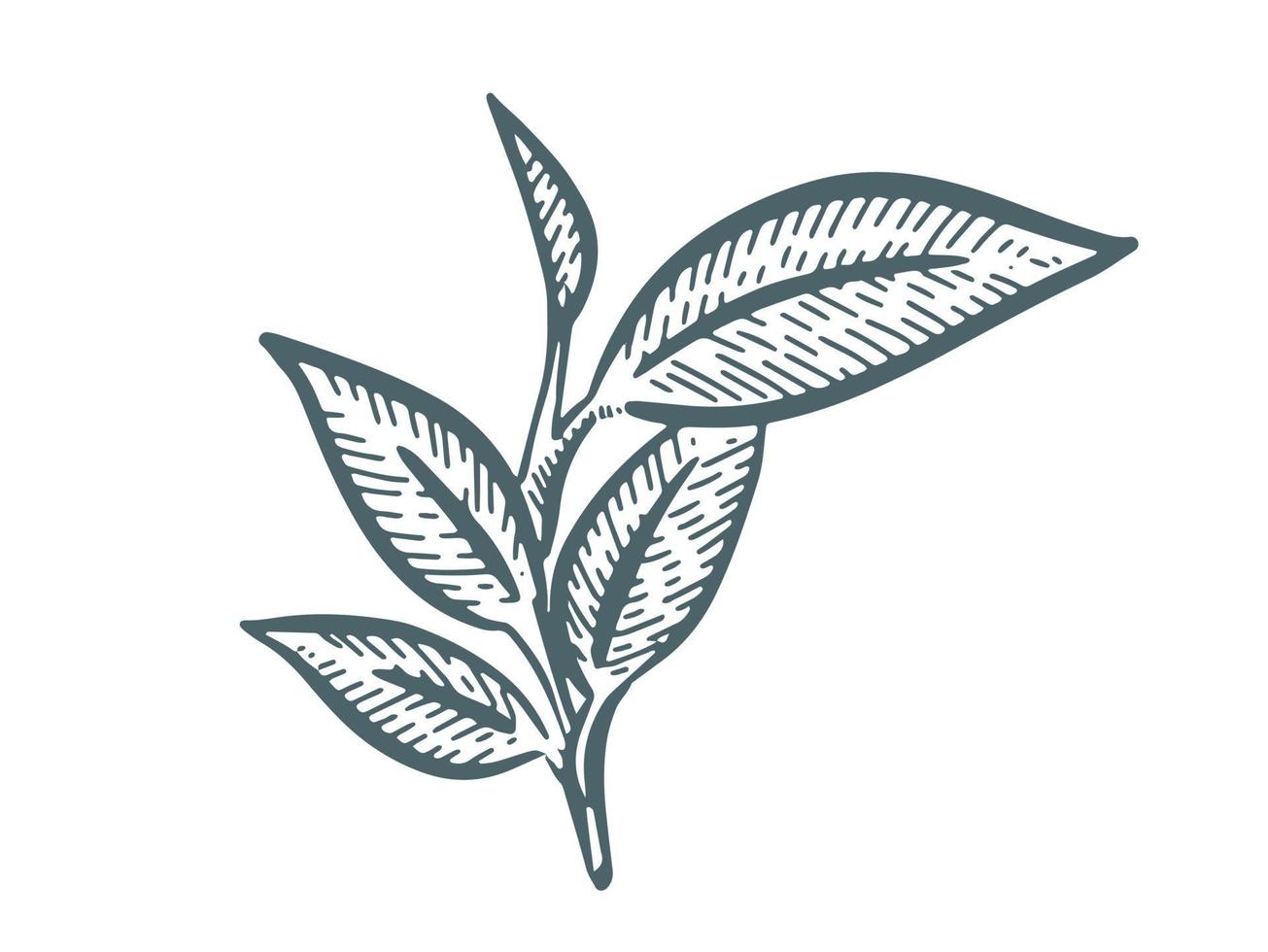 Green tea leaves. Hand drawn, vector. vector