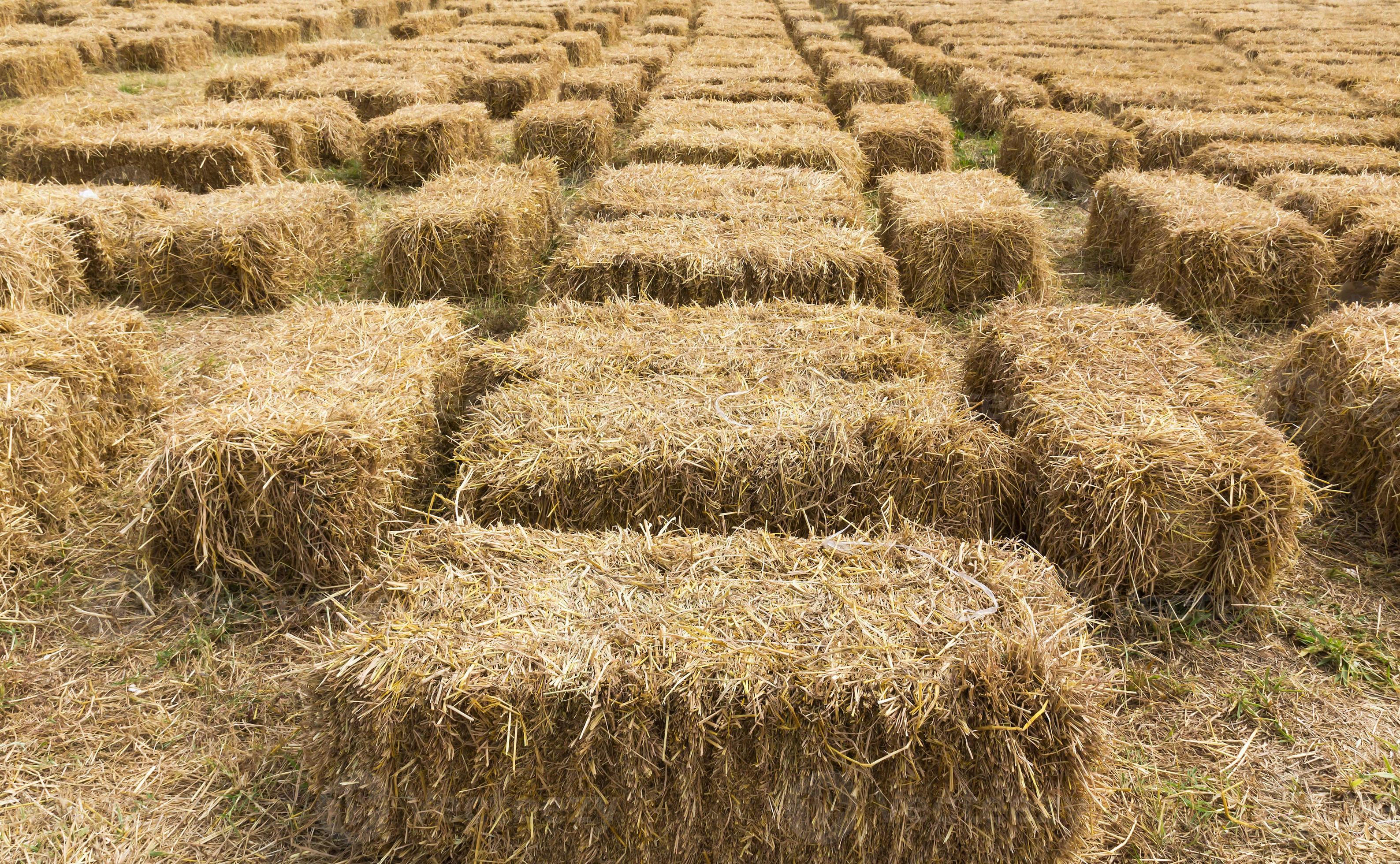 Straw bales in row 21691857 Stock Photo at Vecteezy