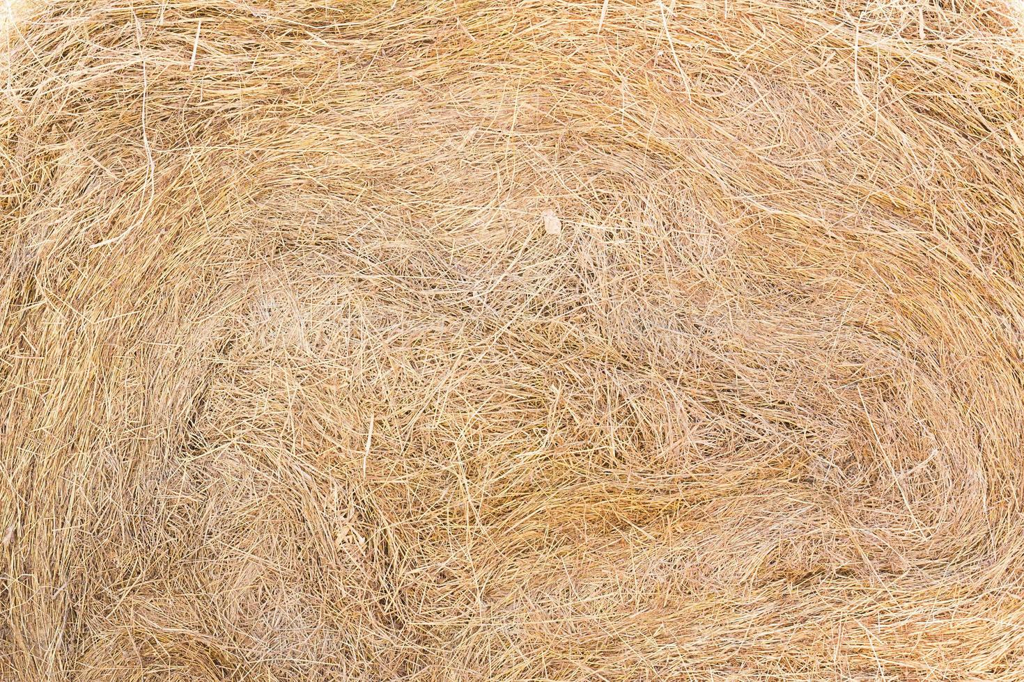 Texture of dry straw photo