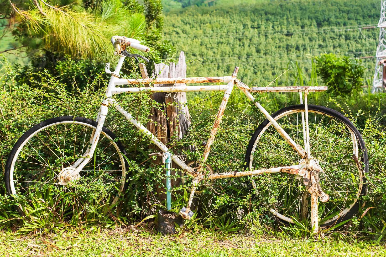 Old white bicycle with rusty in garden photo