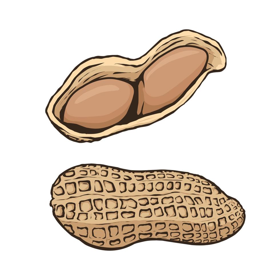 set of peanuts vector design