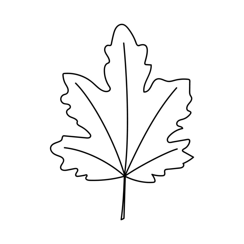 Maple Leaf. Doodle vector illustration.