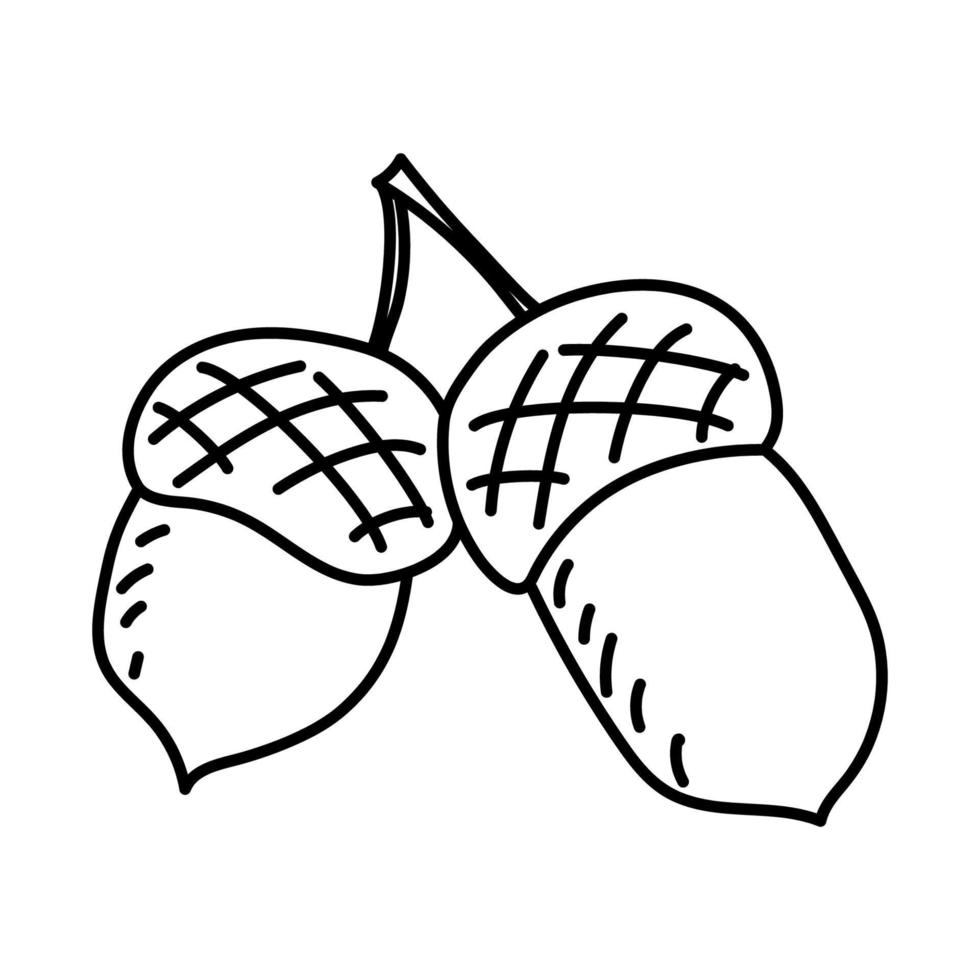 Acorns. Doodle vector illustration.