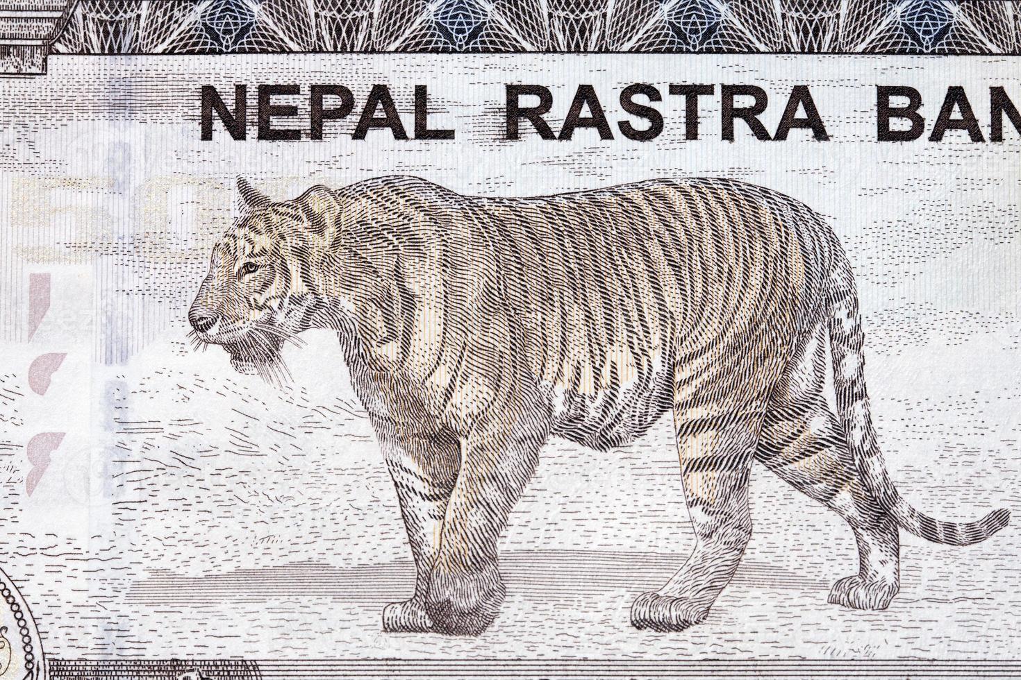 Tiger from Nepalese rupee photo