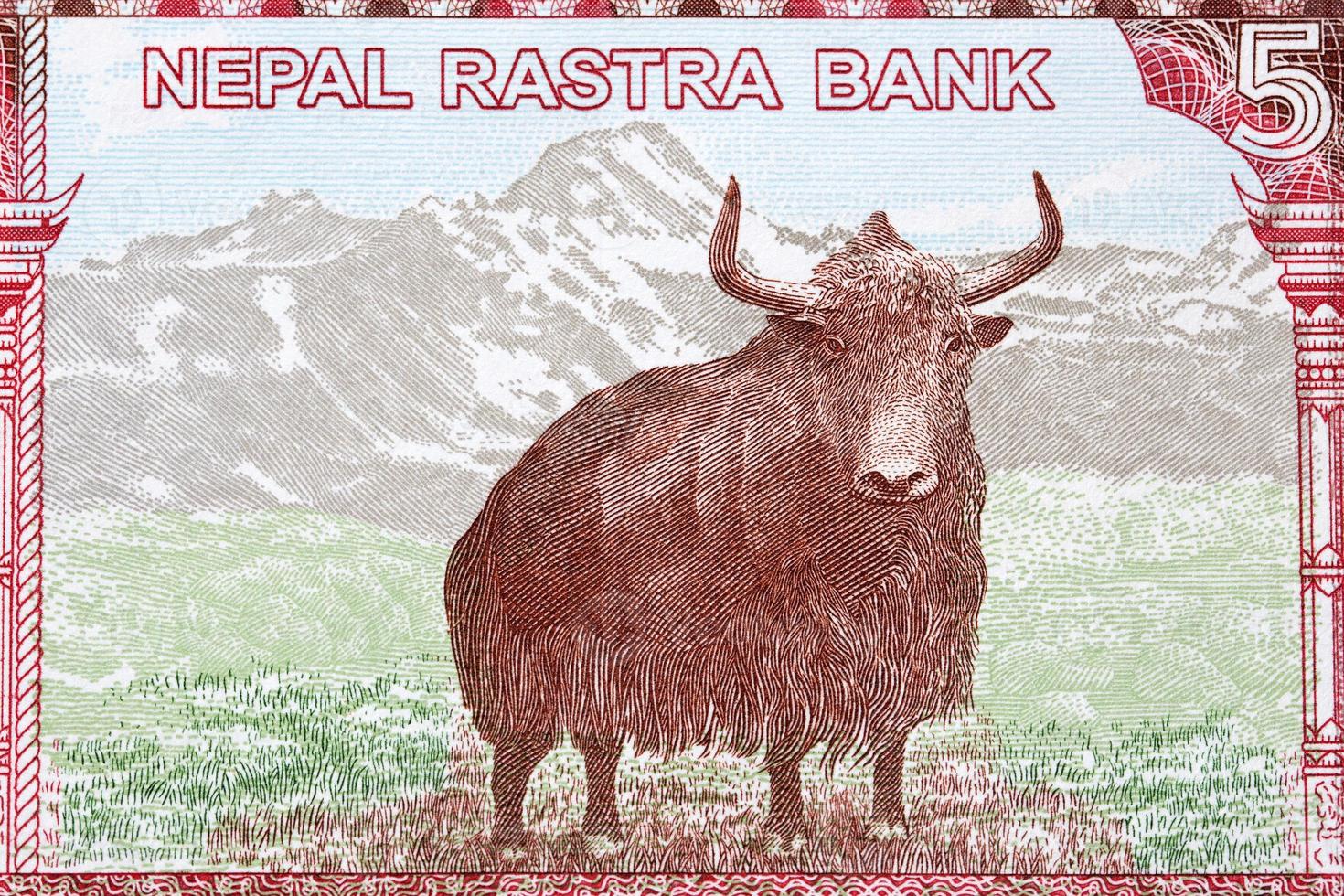 Yak from Nepalese rupee photo