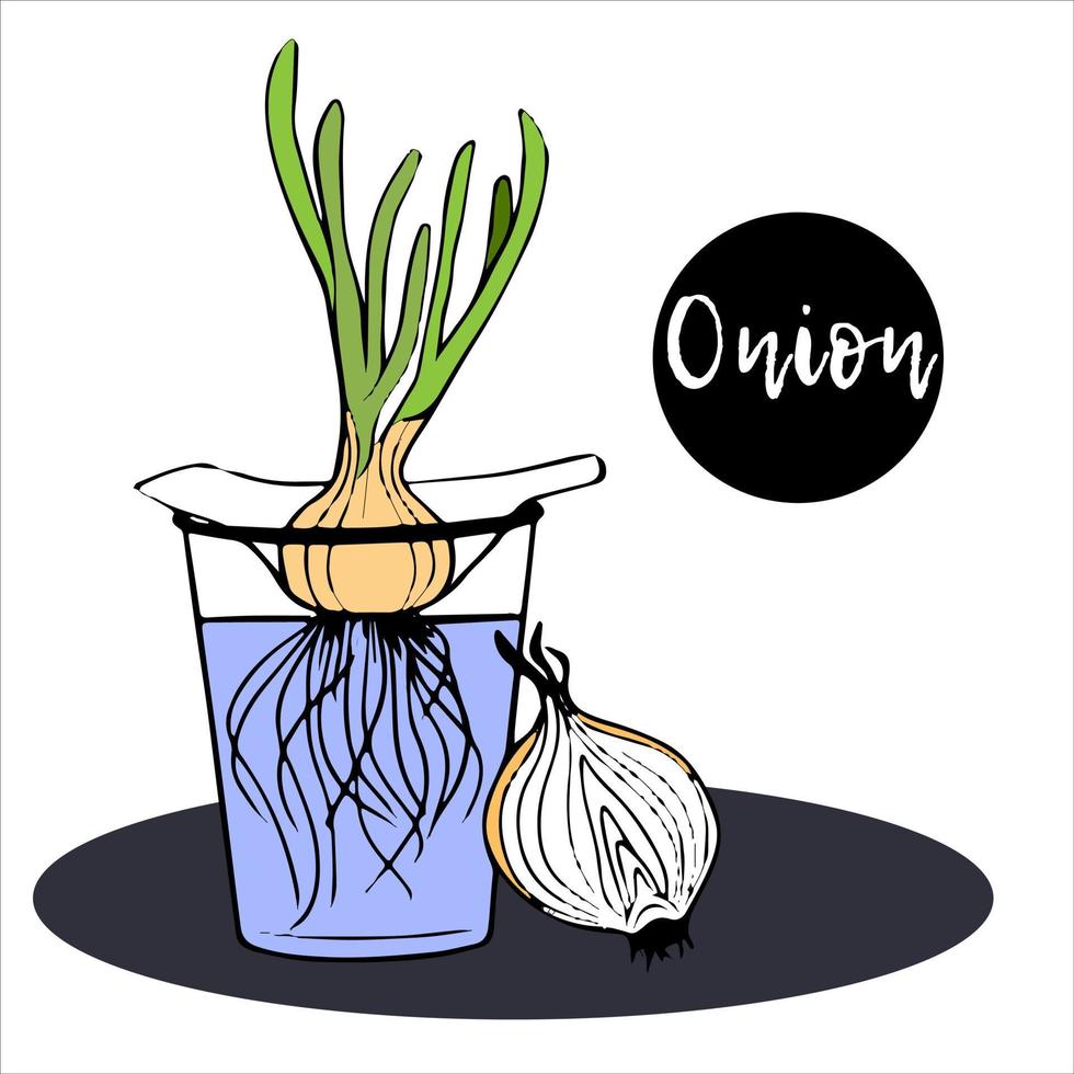 bulb stands in glass of water, roots and shoots grow, seedlings grow, young green onions with leaves. vitamins. microgreens. vegetables on the farm vector