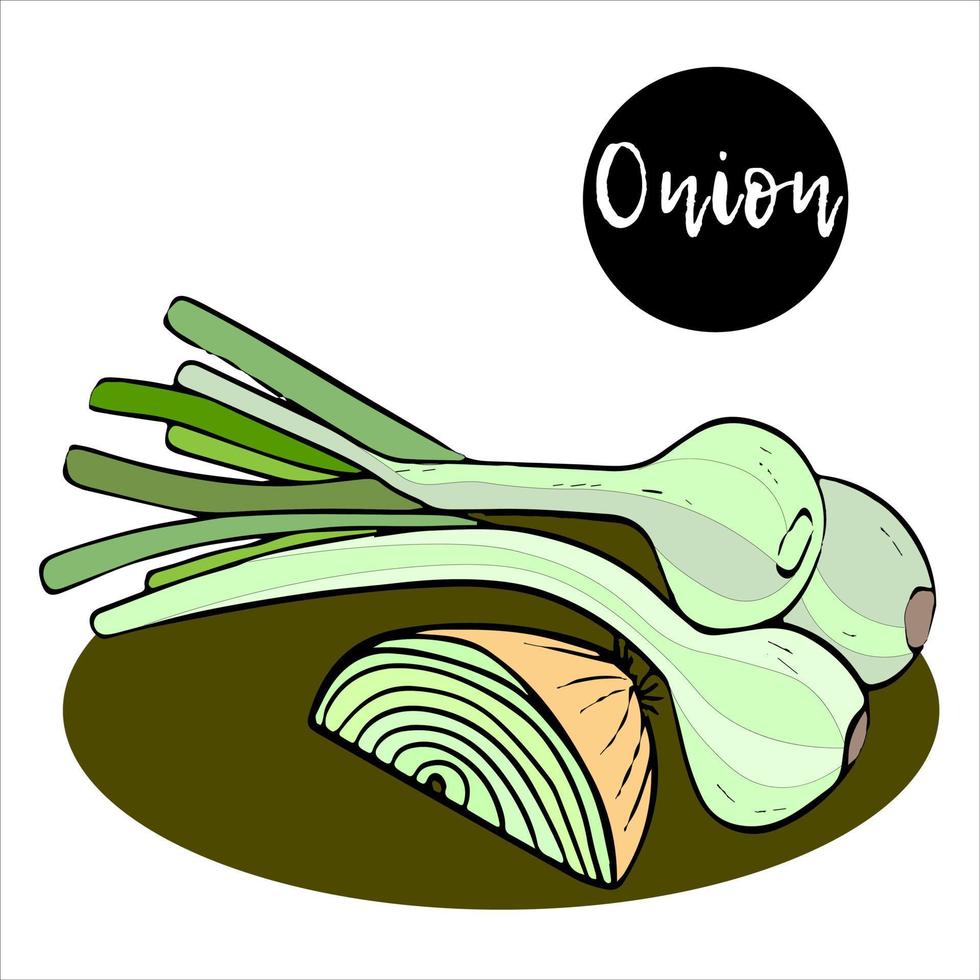 bunch of young green onions with leaves and half an onion. Fresh green onion. vitamins. microgreens. vegetables on the farm. in doodle style vector