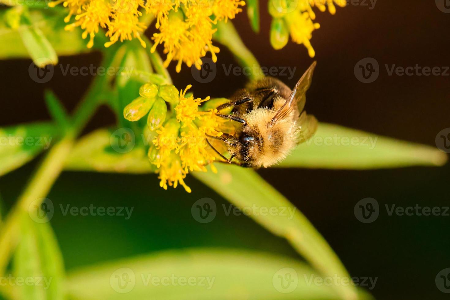 común oriental trastabillar abeja poliniza amarillo vara de oro flores foto