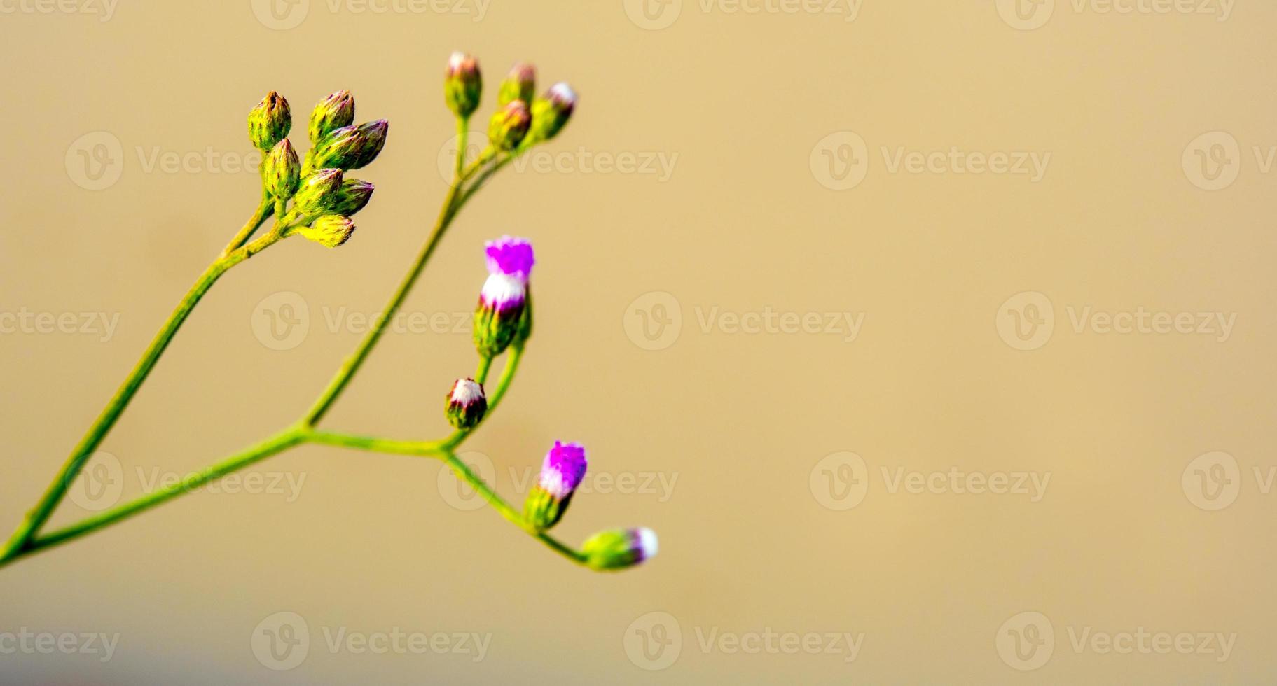Little Ironweed flower in the morning light photo