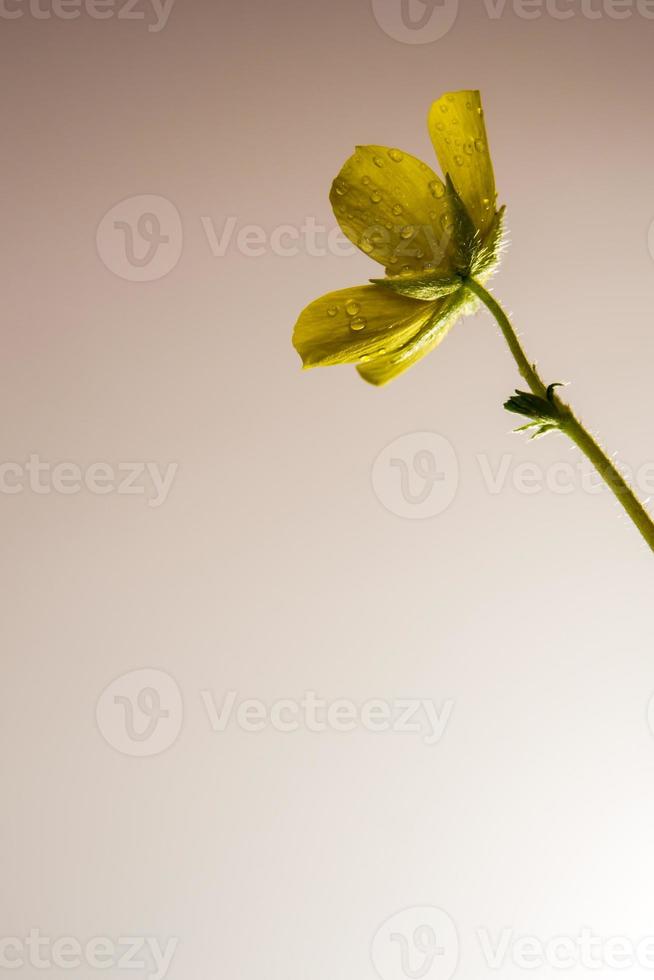 Yellow flower of small caltrops weed photo