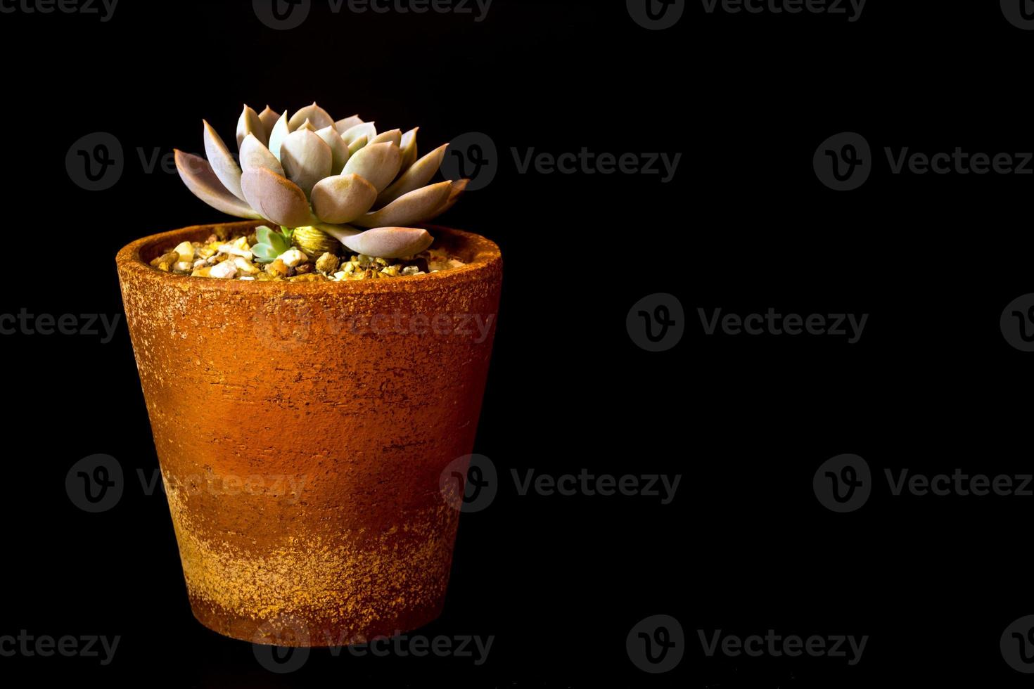 primer plano de planta suculenta echeveria orion en la olla de barro foto