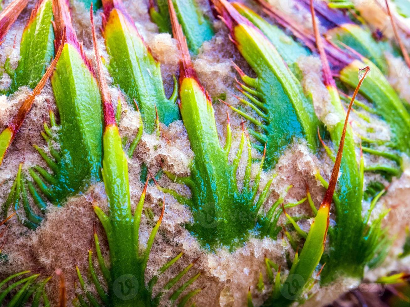 Female cone of Cycas siamensis Miq plant photo