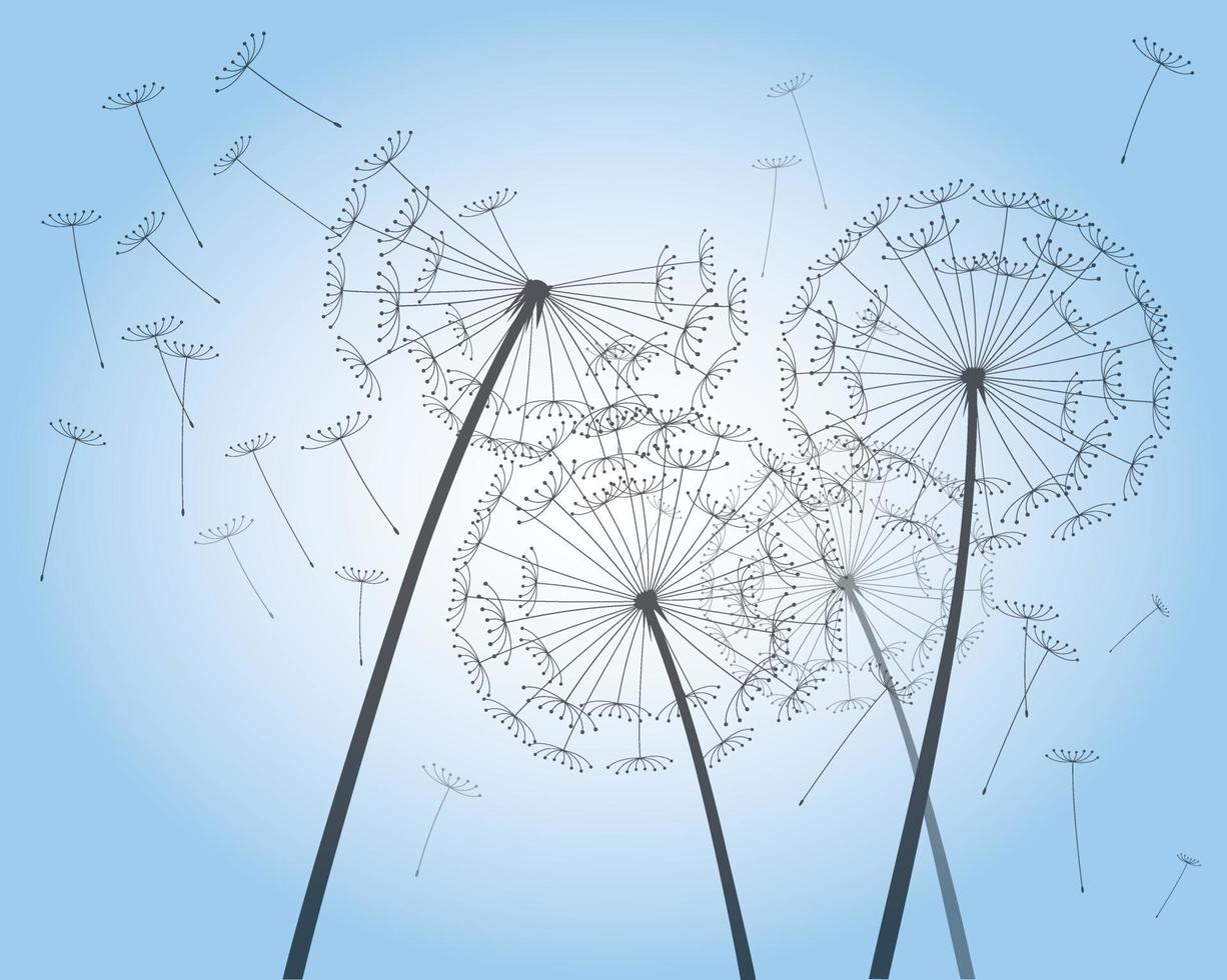 Shape of vector dandelion. Outline illustration.