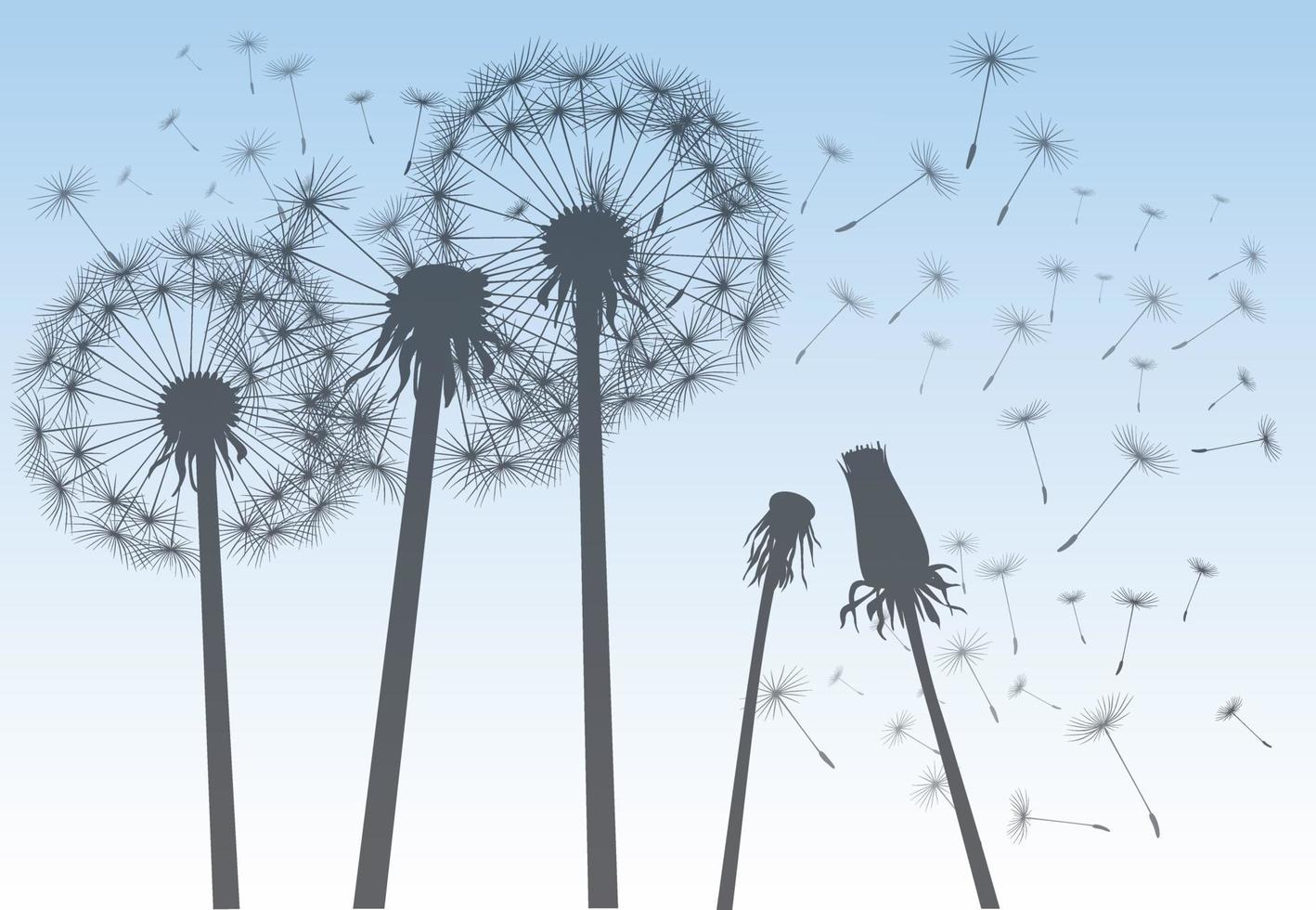 Shape of vector dandelion. Outline illustration.