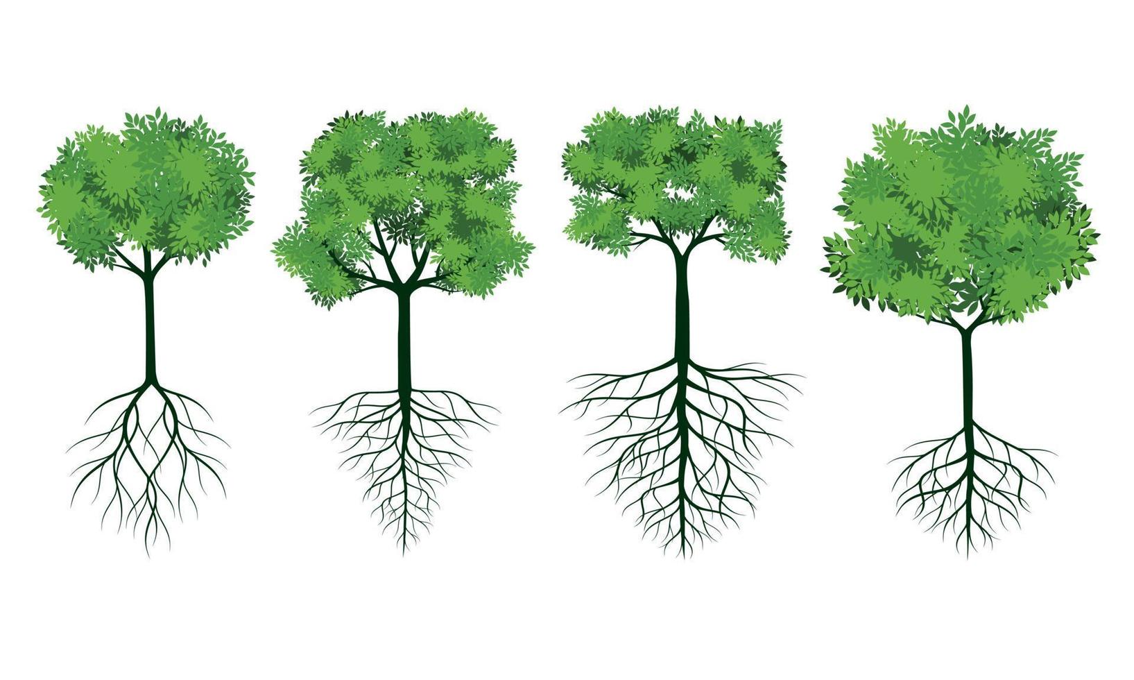 Set of GREEN Tree with Roots. Vector outline Illustration. Plant in Garden.