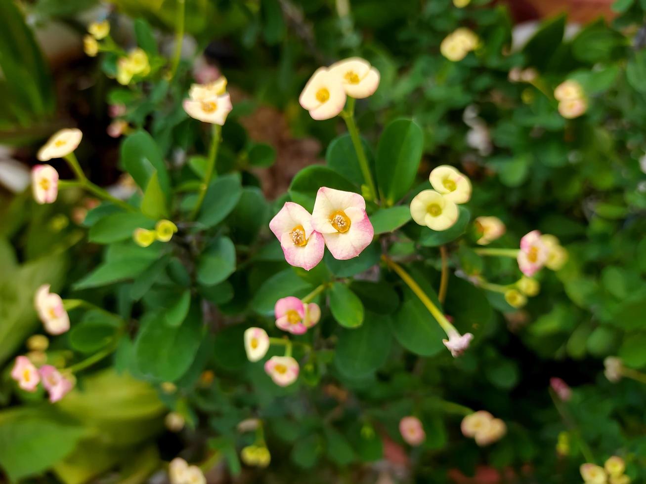 Beautiful Euphorbia milii Desmoul in the garden. photo