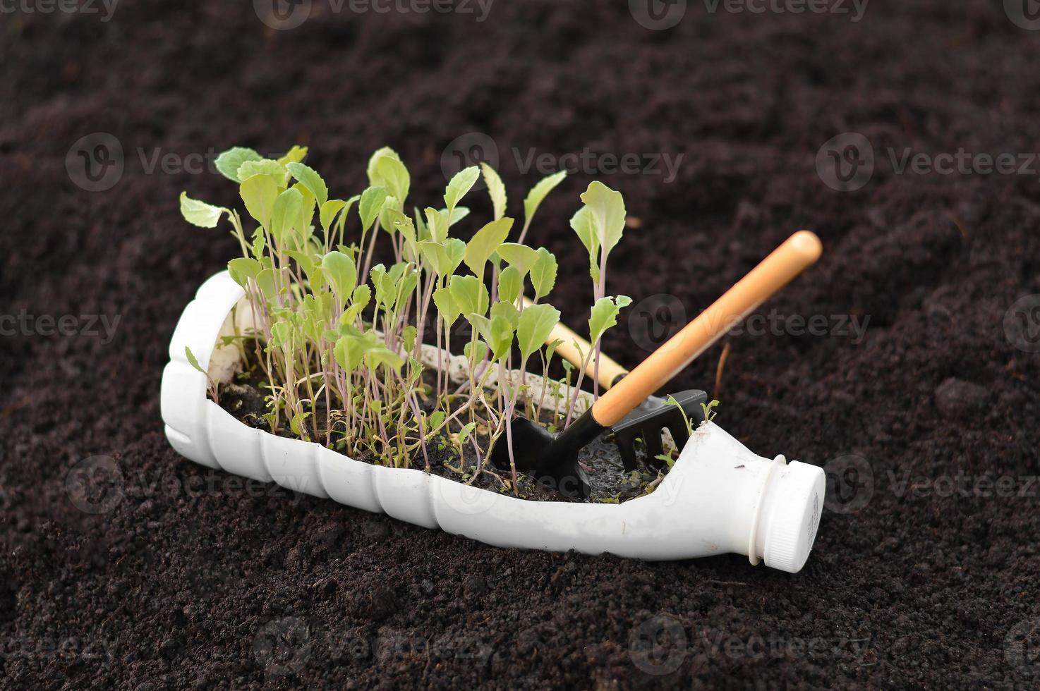 Growing young, green seedlings in DIY plastic pots made from cut plastic bottles. Recycle and reusable green garden concept. photo