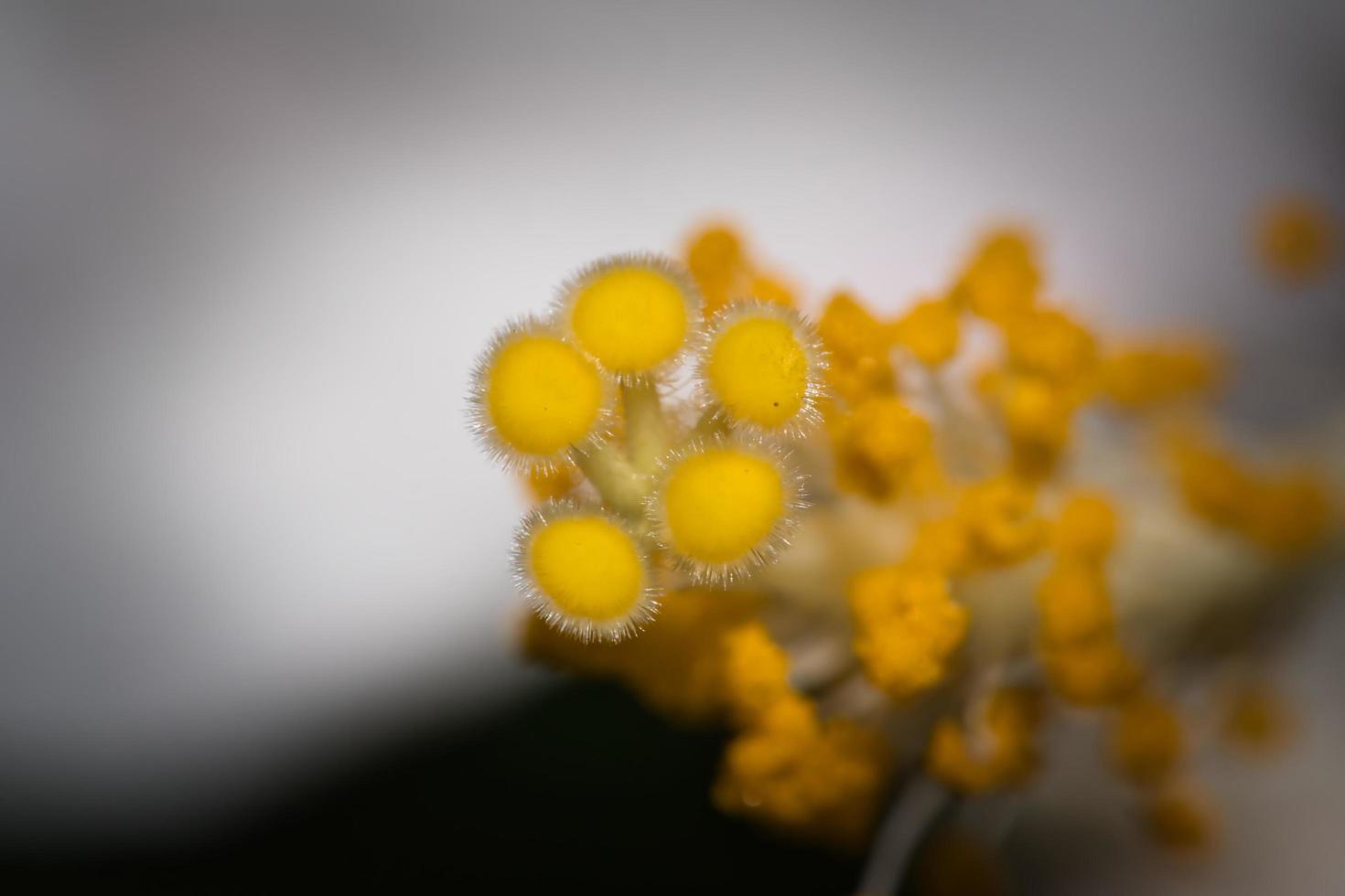 hibiscus flower pollen photo