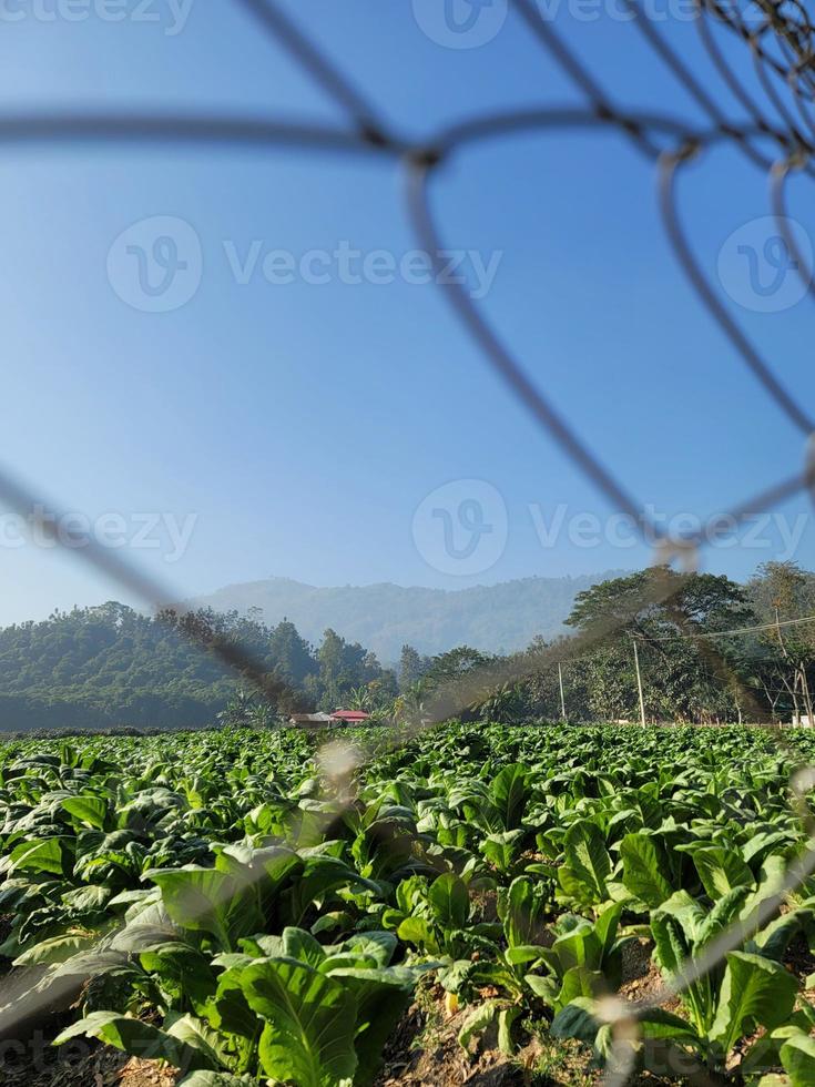 Piper betel leaves Hill Track Cultivation photo