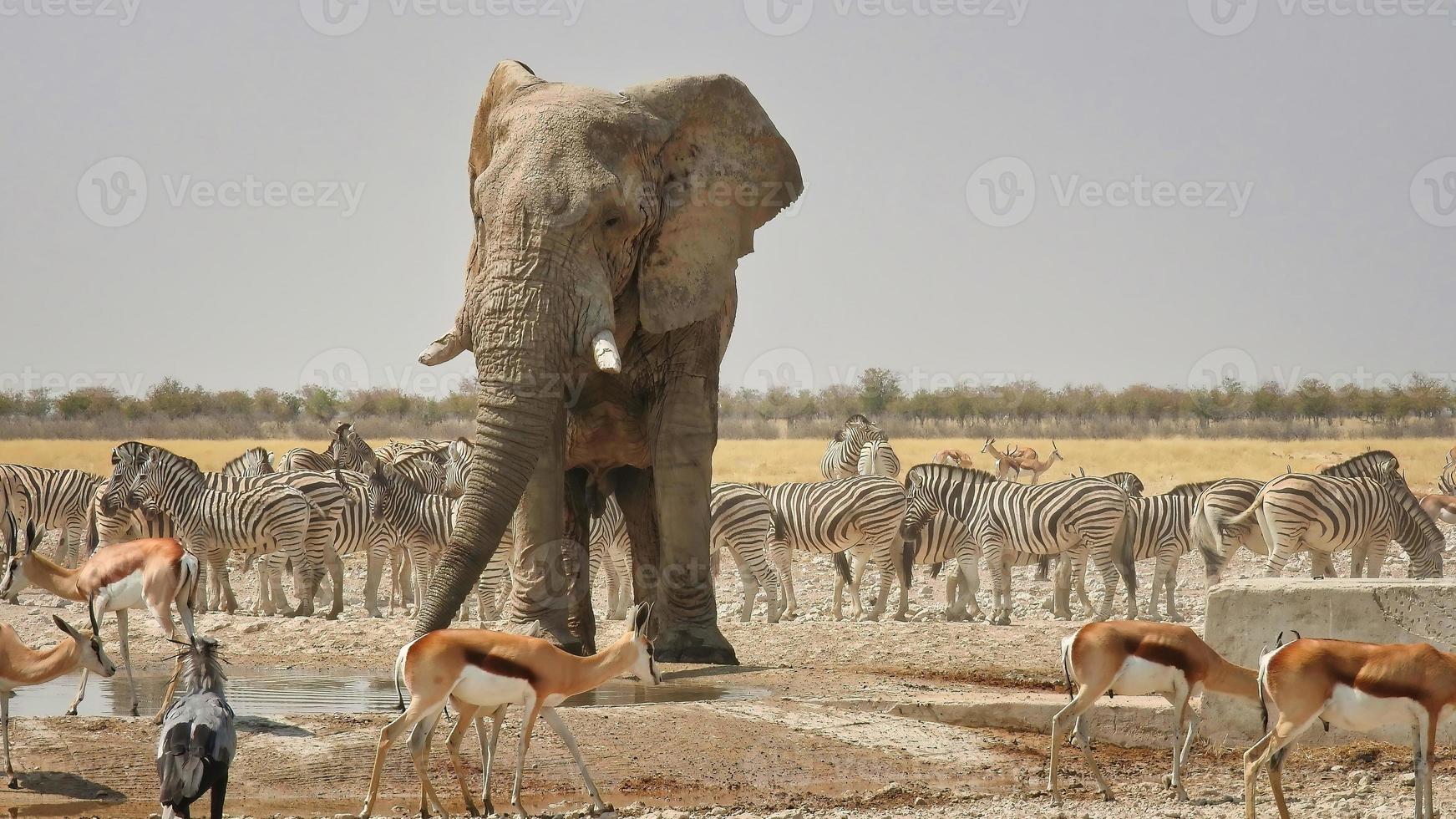 enorme masculino elefante a un pozo de agua en etosha nacional parque Namibia con un montón de otro juego foto