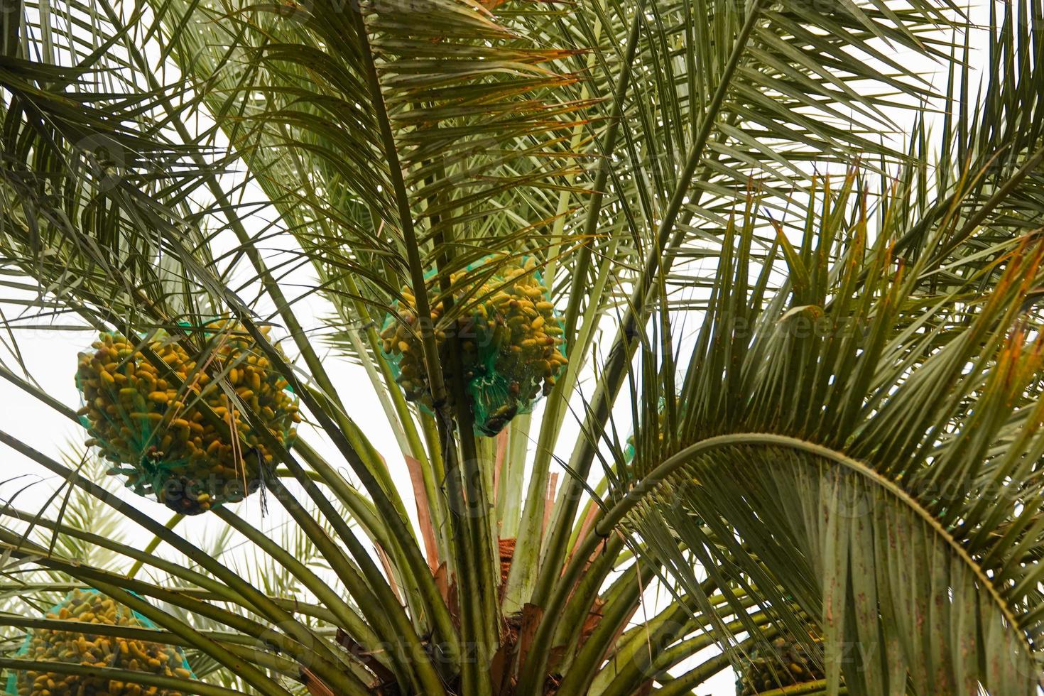 Ripe dates on a palm tree photo