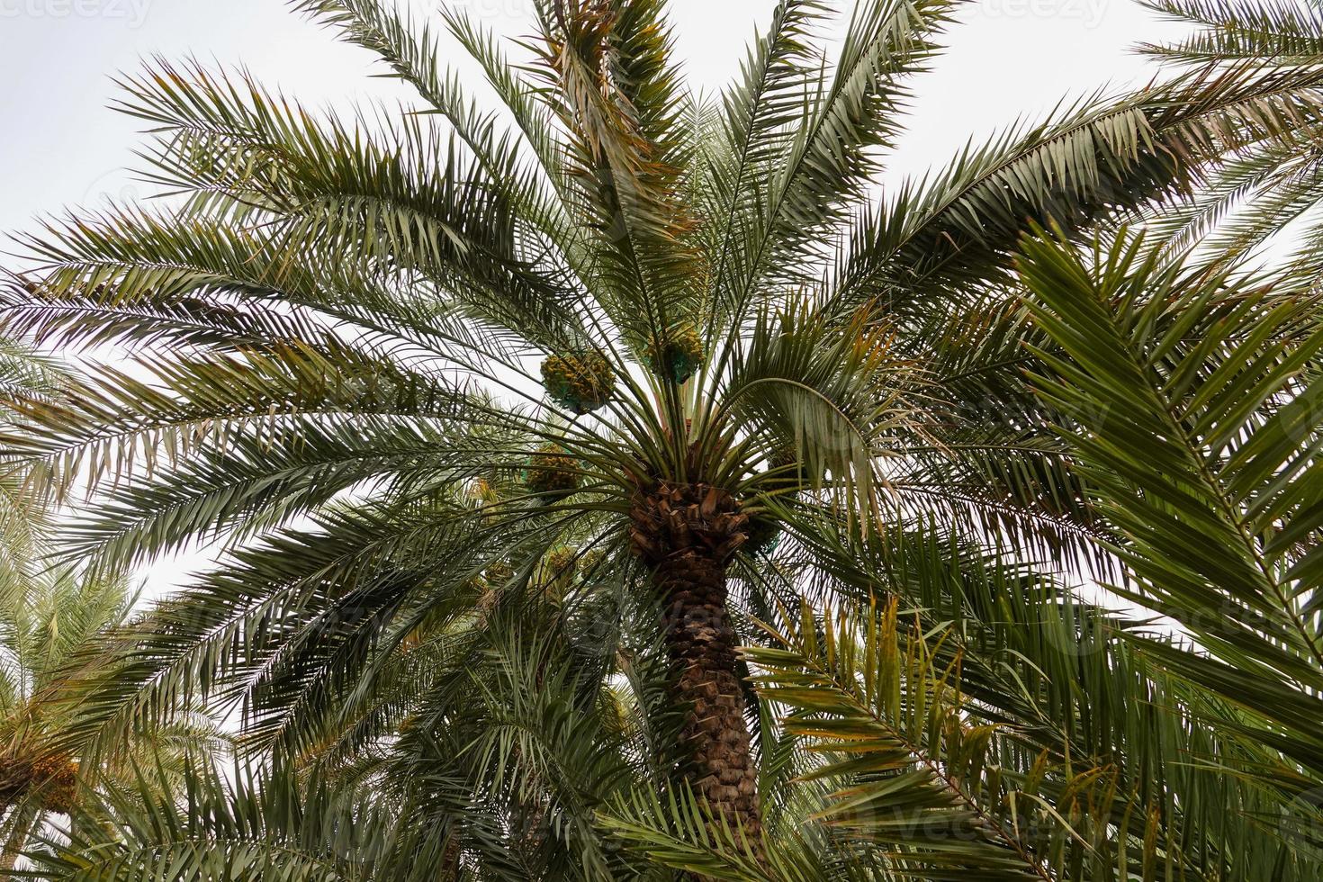 palmera con dátiles foto