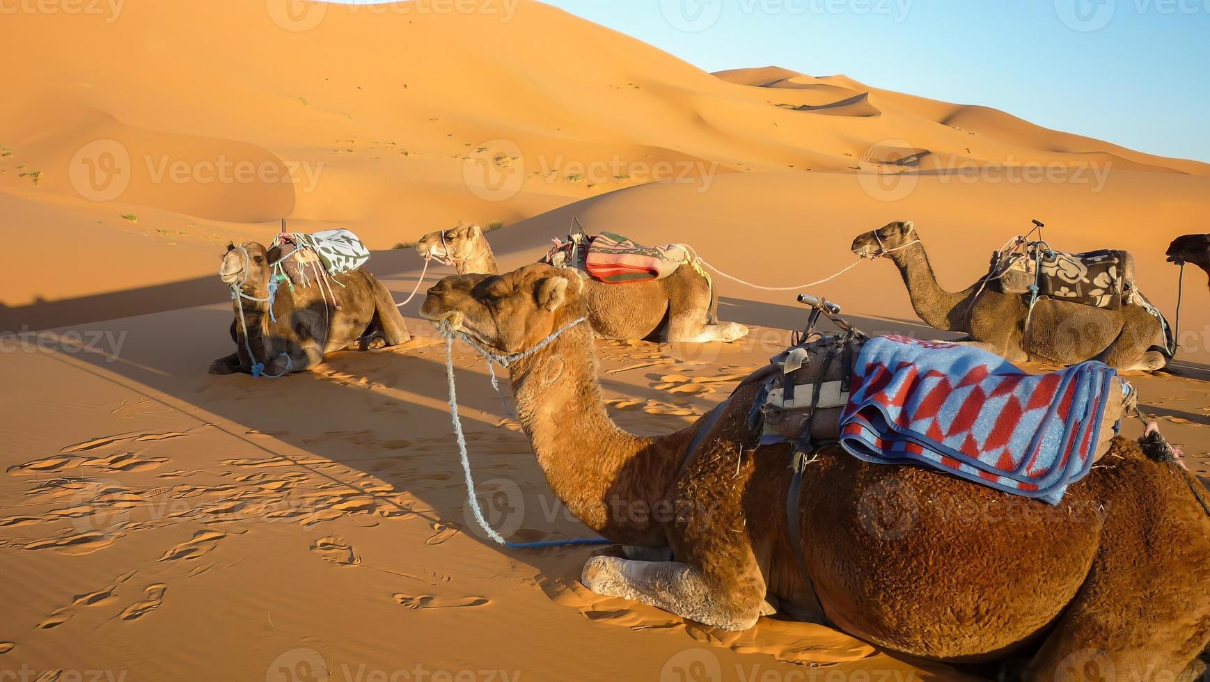 Camel caravan rests on a sand dune photo